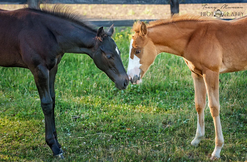 Best Friends