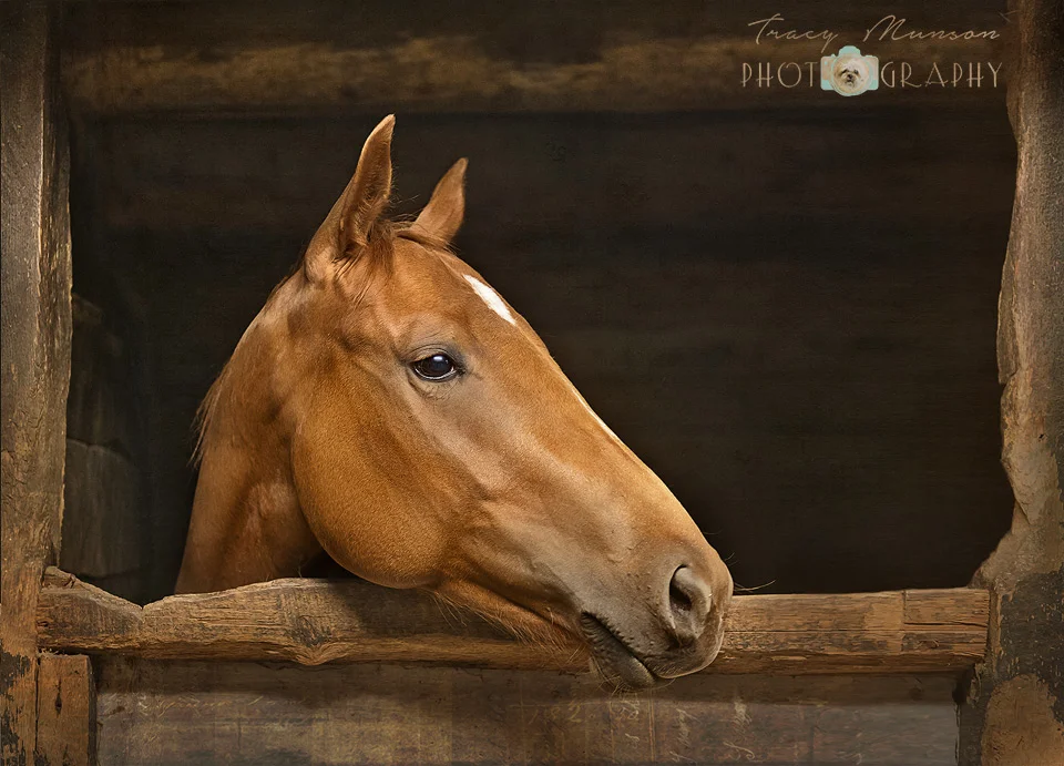 Classic Horse Pose