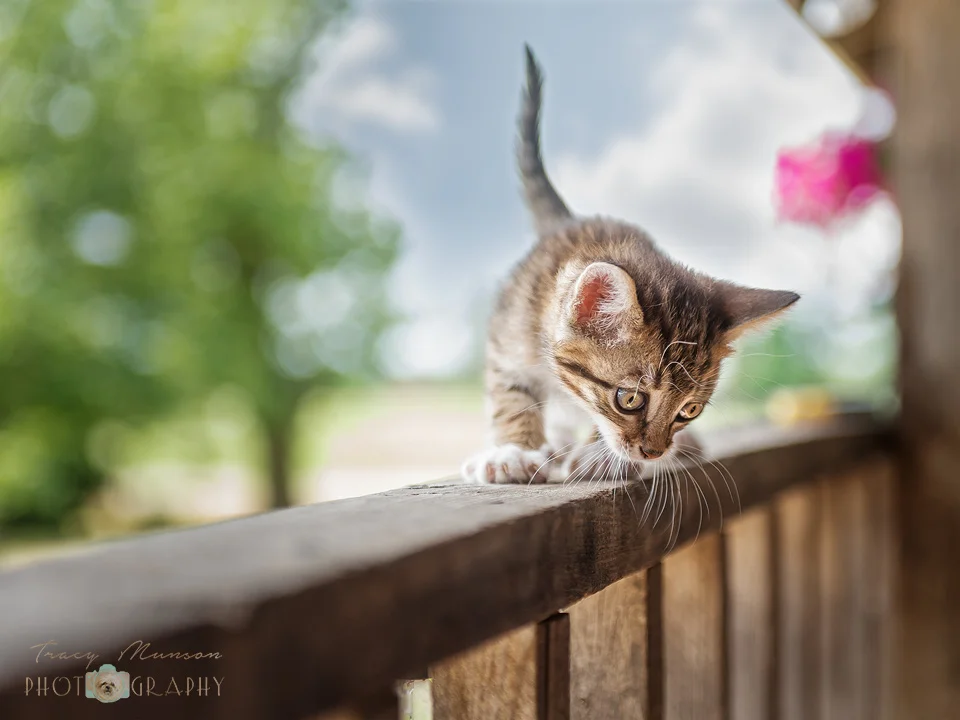  A photo of a tabby kitten on a porch railing. Portrait by Toronto Pet Photographer, Tracy Munson. 