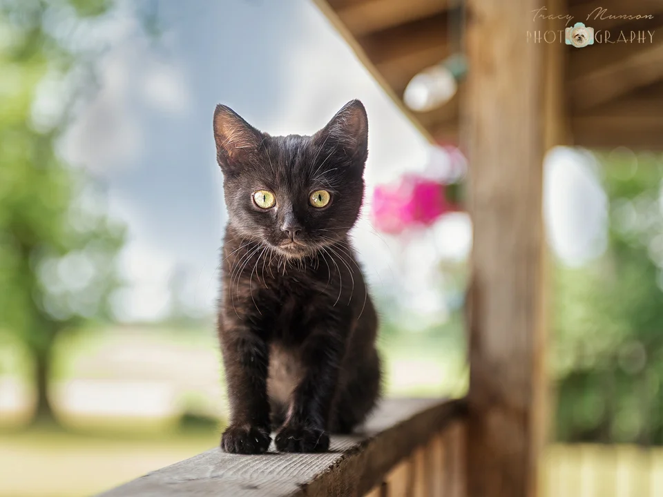  A photo of a black kitten on a porch railing. Portrait by Toronto Pet Photographer, Tracy Munson. 