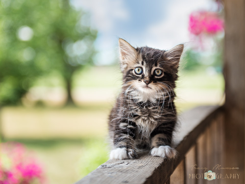 Kitten on Porch Railing