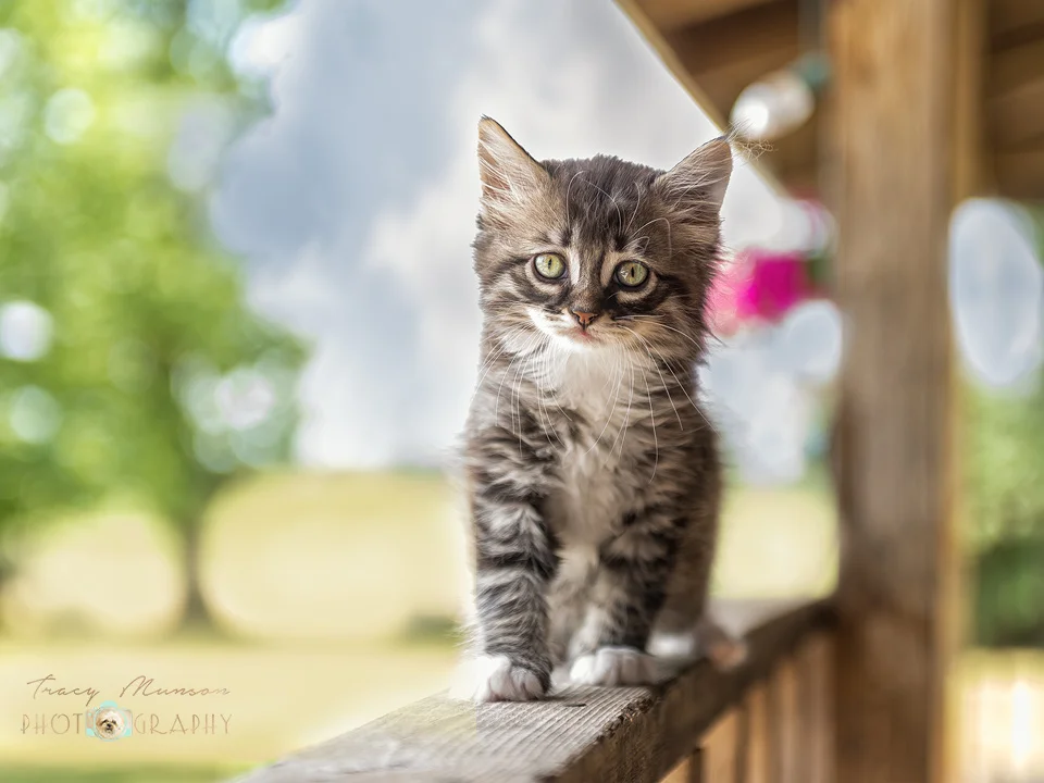  A photo of a tabby kitten on a porch railing. Portrait by Toronto Pet Photographer, Tracy Munson. 