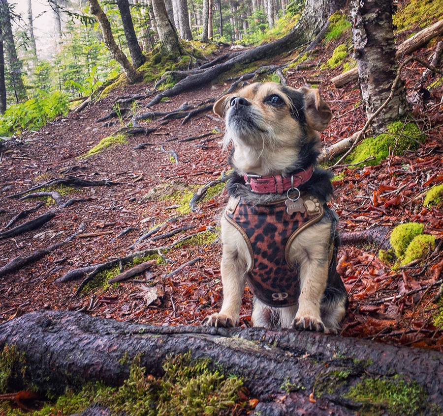 In this photo of Becca, Queen of the Forest, I've removed her leash and some people walking in the background, using the Touch Retouch app, which is even more advanced than the healing brush in Snapseed.