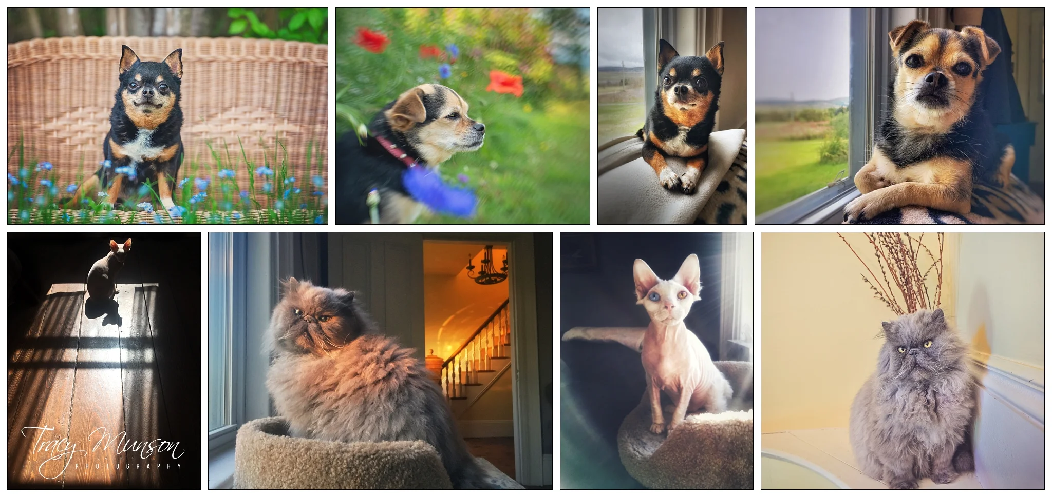 The cats enjoy basking in the sun and the dogs love looking out the window and exploring the property at our new home in rural New Brunswick.