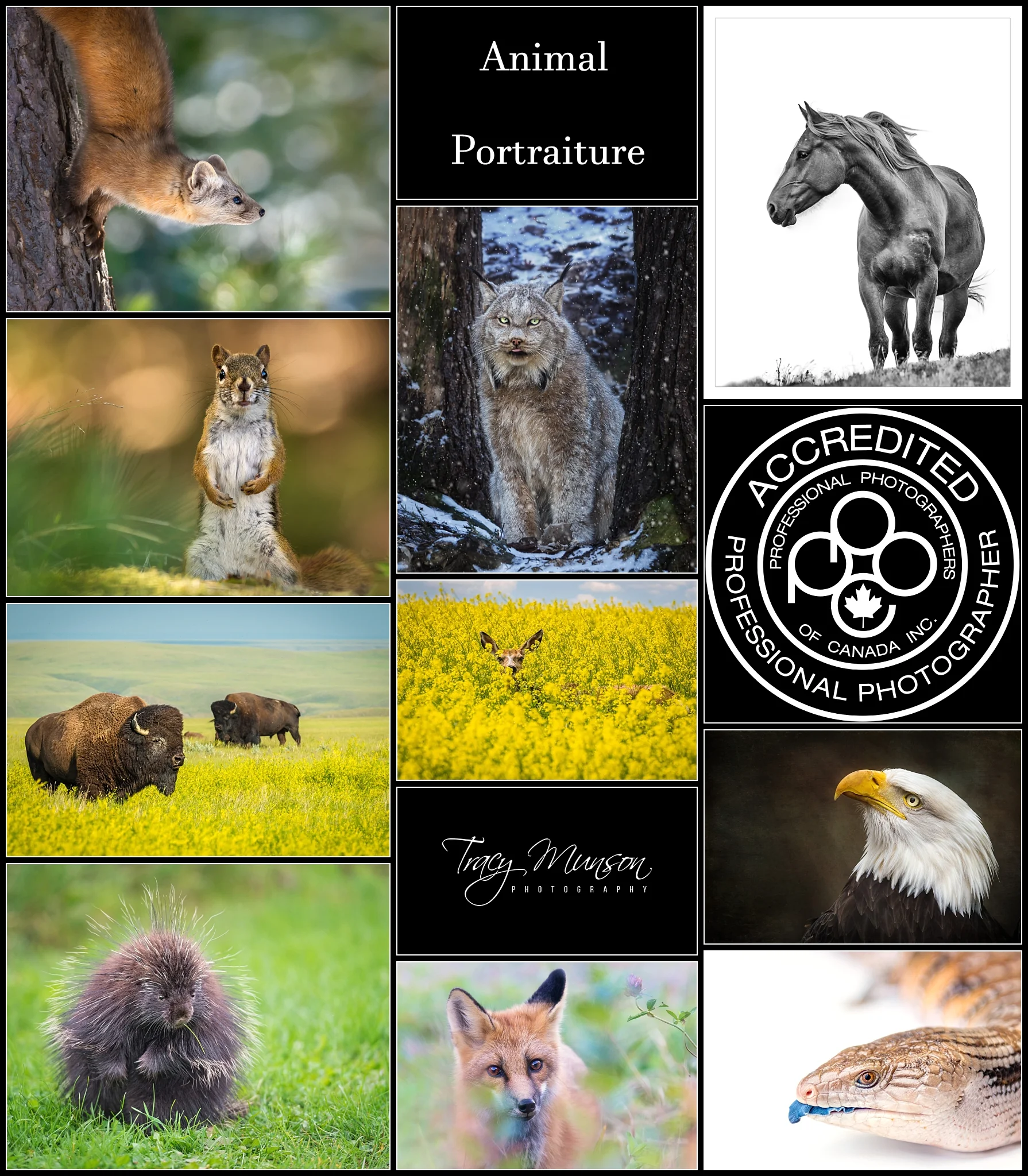 A collage of the 10 animal portraits that were accepted towards my professional accreditation through the Professional Photographers of Canada.