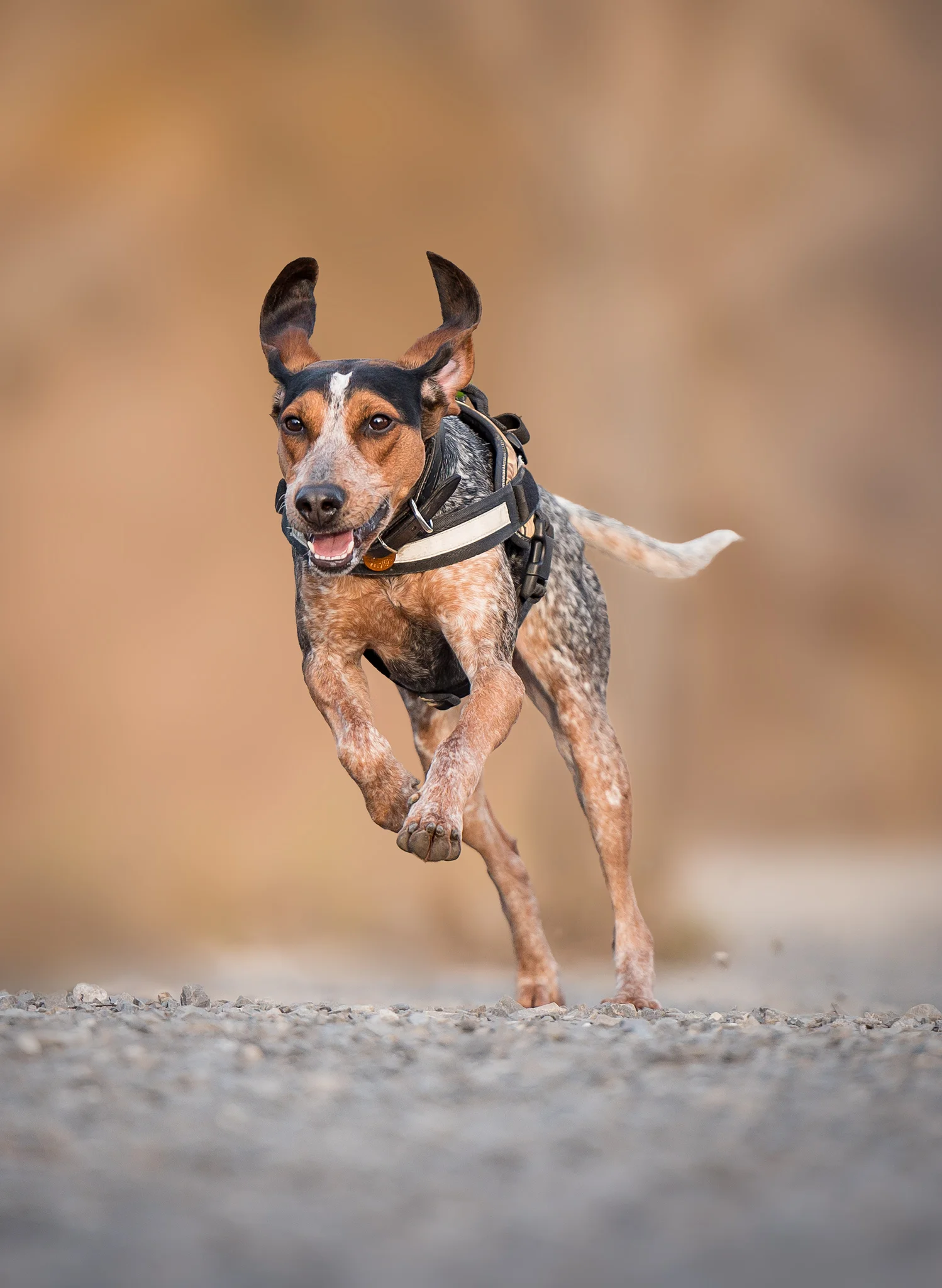 A Coonhound running, with her long ears flapping in the breeze.
