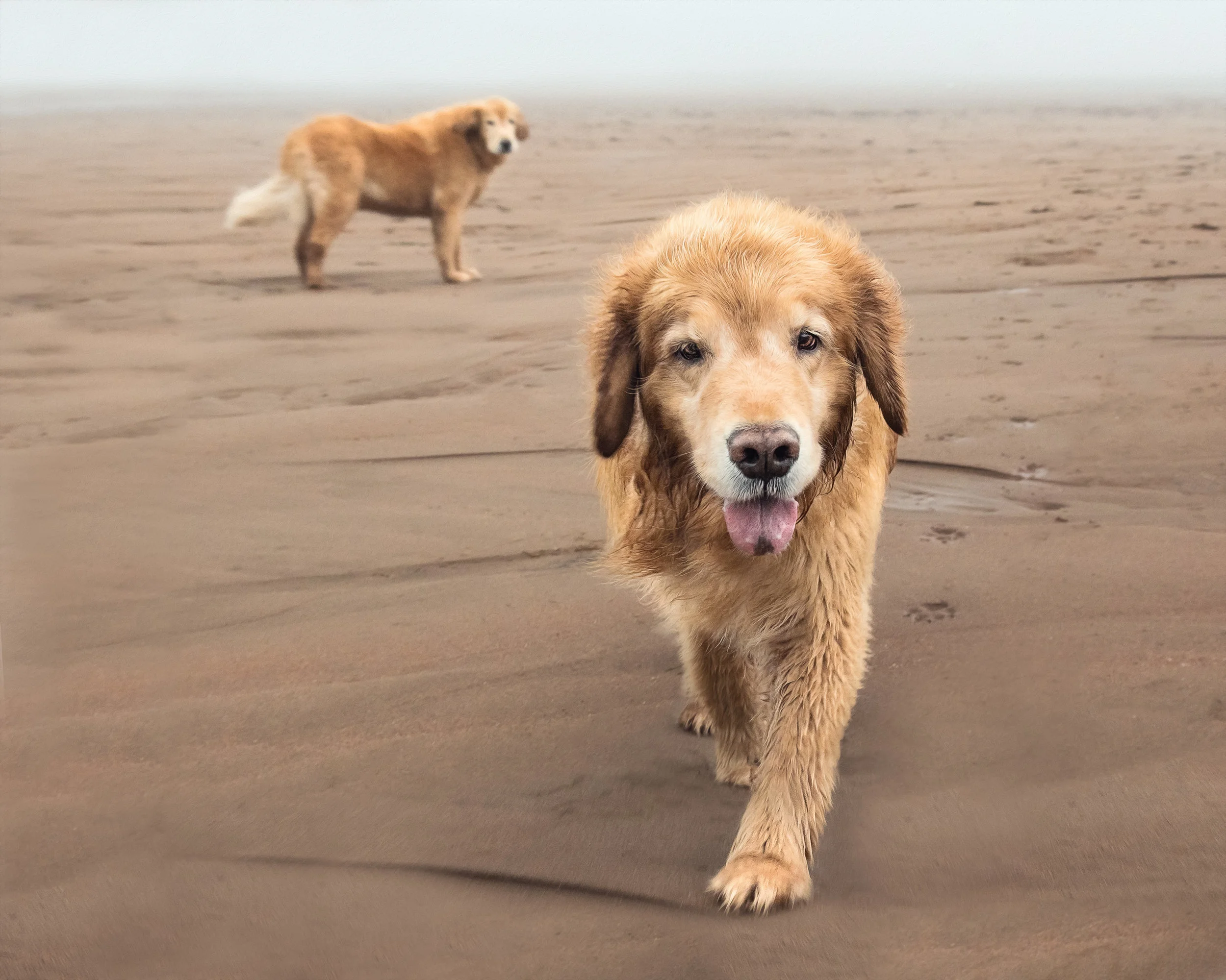 Two Golden Retrievers cavorting on Waterside Beach at low tide, Bay of Fundy, NB.