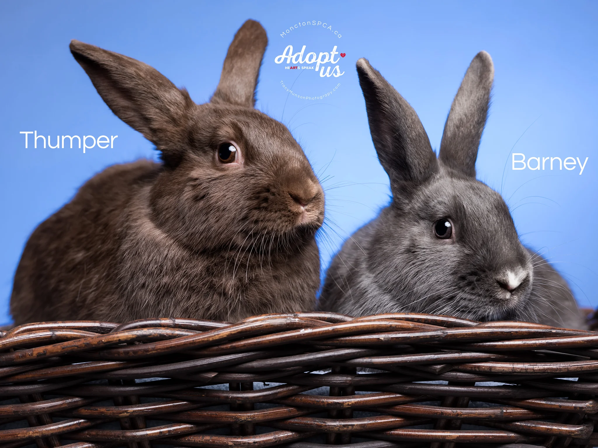 Bonded Bunnies at the GMSPCA
