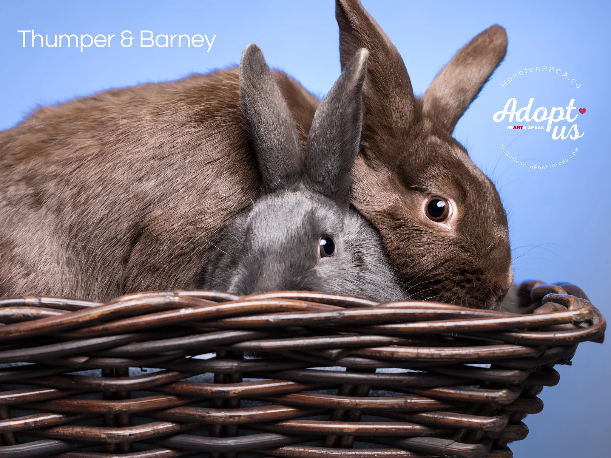 Rabbits are happiest in pairs.