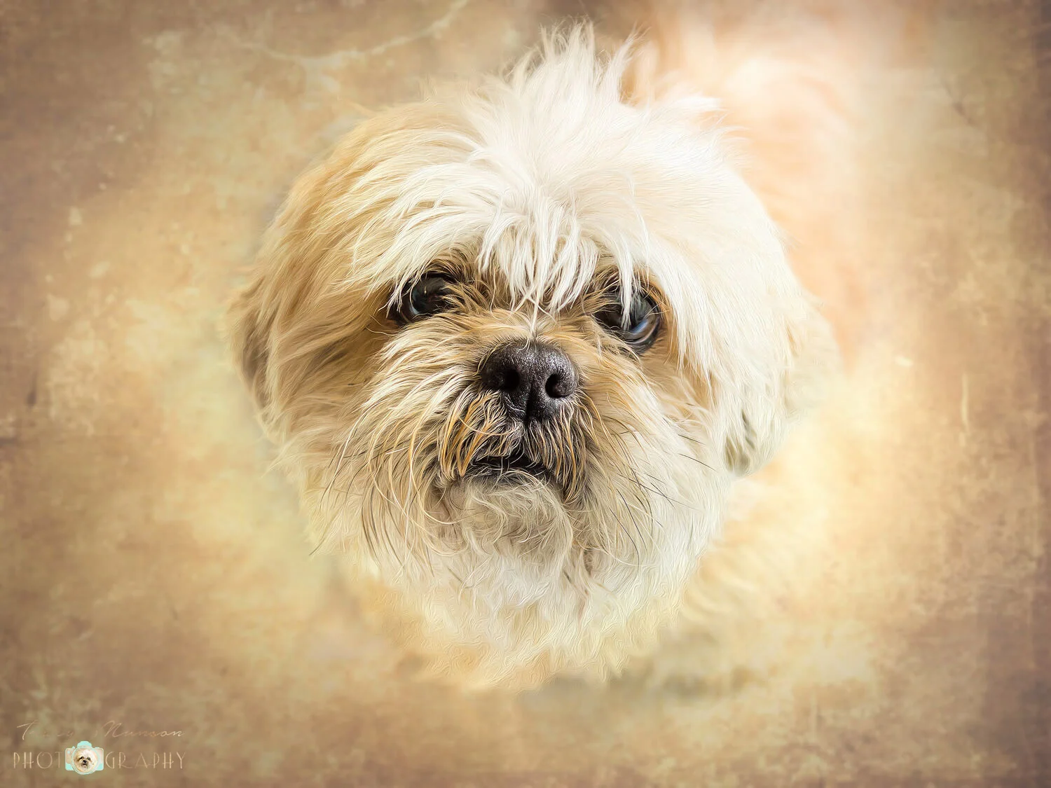 “Take Me Home”, showing a scruffy rescue dog looking imploringly at the camera is one of my images that was selected for the PPOC Atlantic Exhibition at the Shediac Multipurpose Centre.