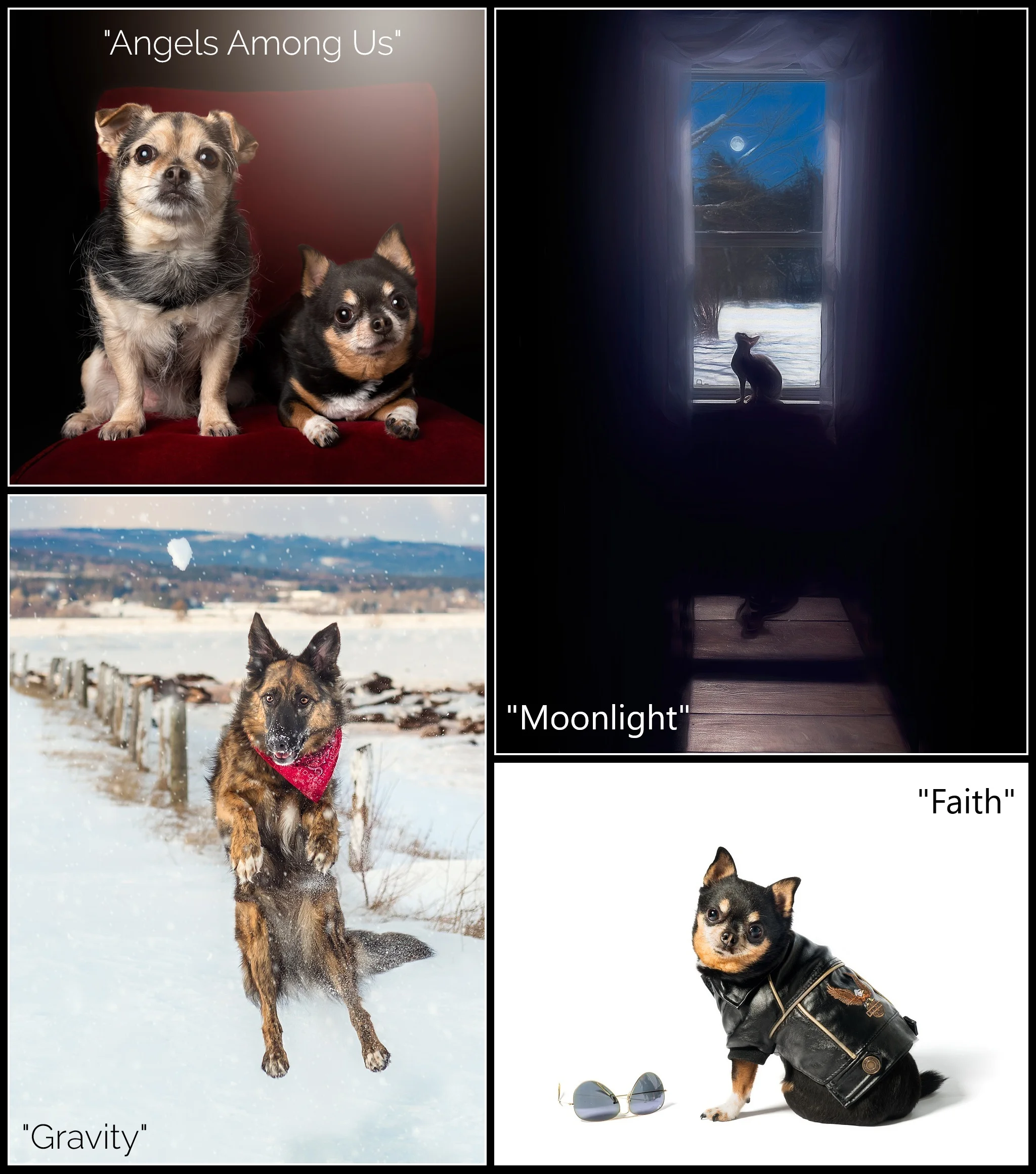 Some of the images of pets that I used for the themes in the Perspectives Show in Shediac, NB.