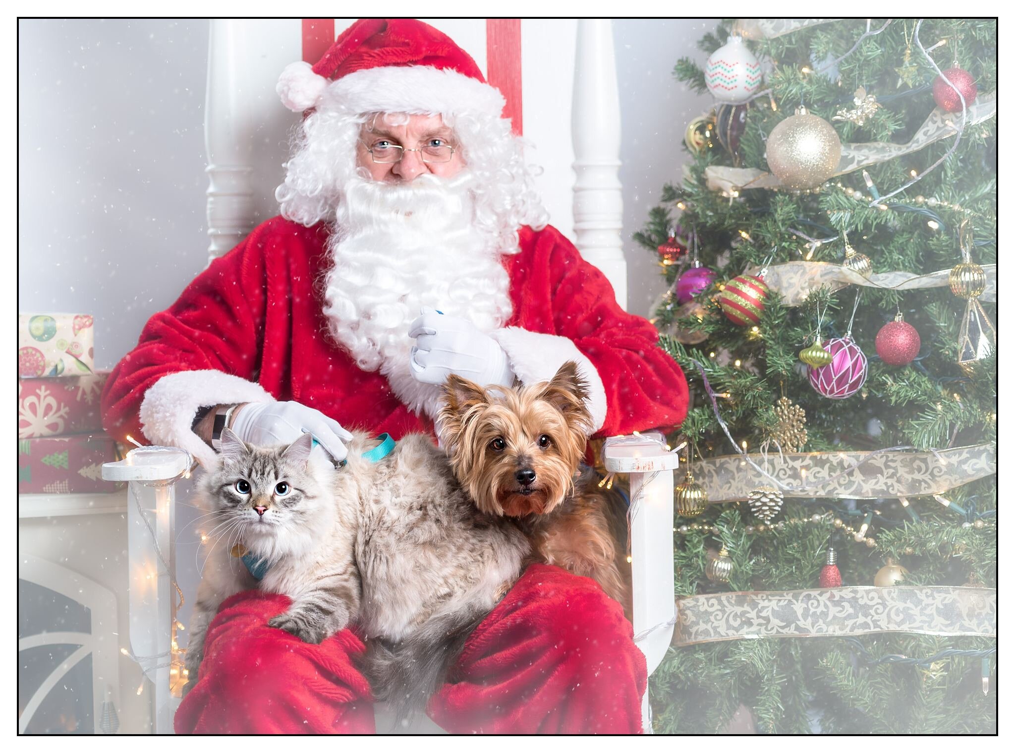 38 Global Pet Foods Moncton / ZuPreem Sensible Seed Bird Food for Small Birds, 2 lbs ... : 38 global pet foods moncton.