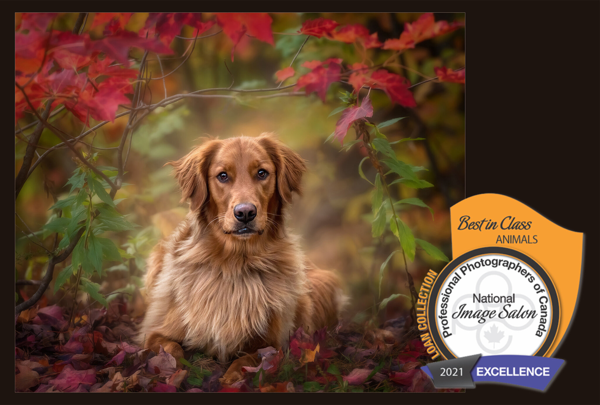 National Best In Class for Animals! — Moncton Pet Photographer