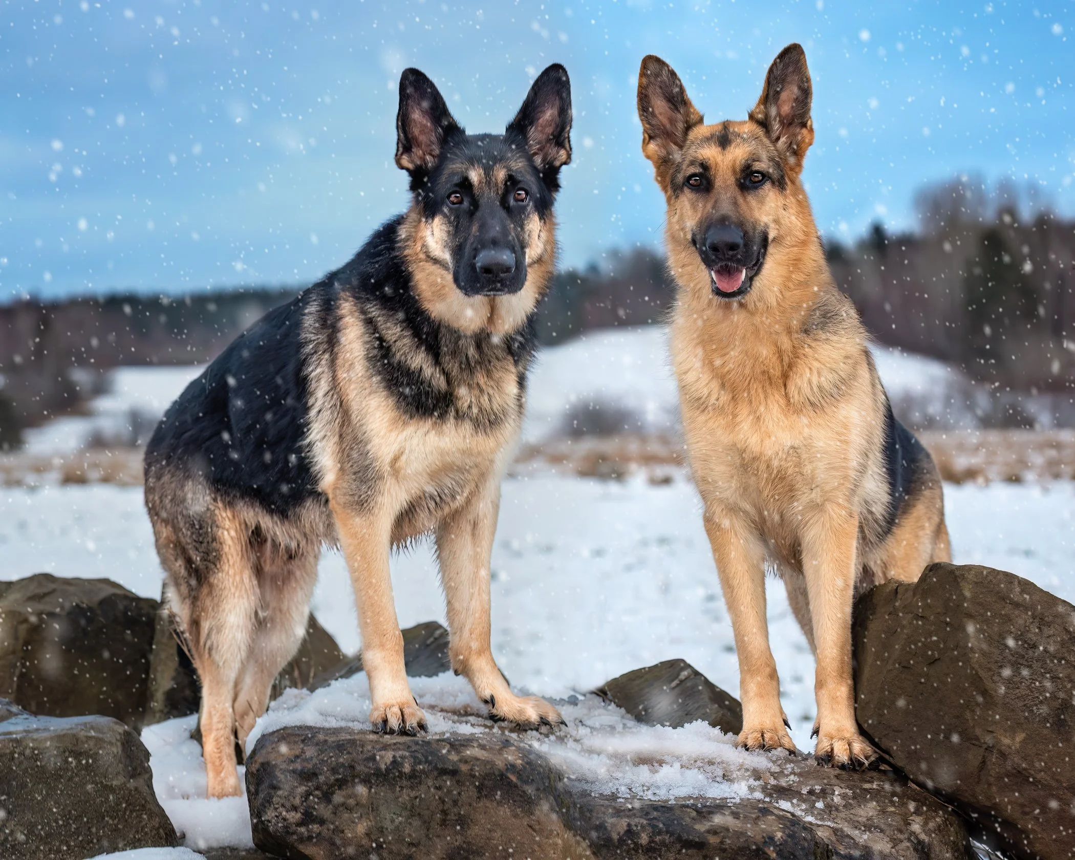 A Dog Photoshoot in Memramcook