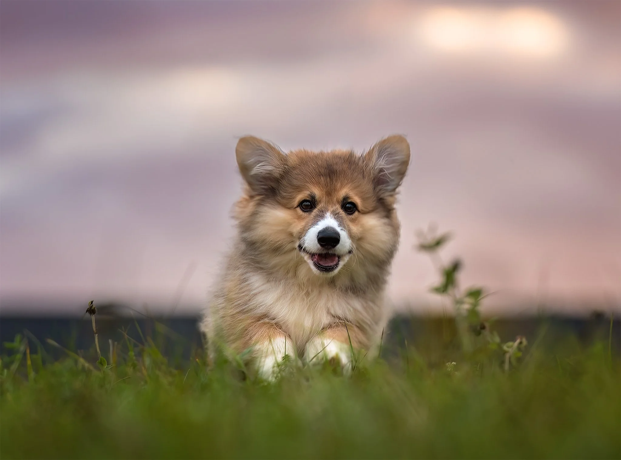 An Adorable Puppy Photoshoot In Moncton