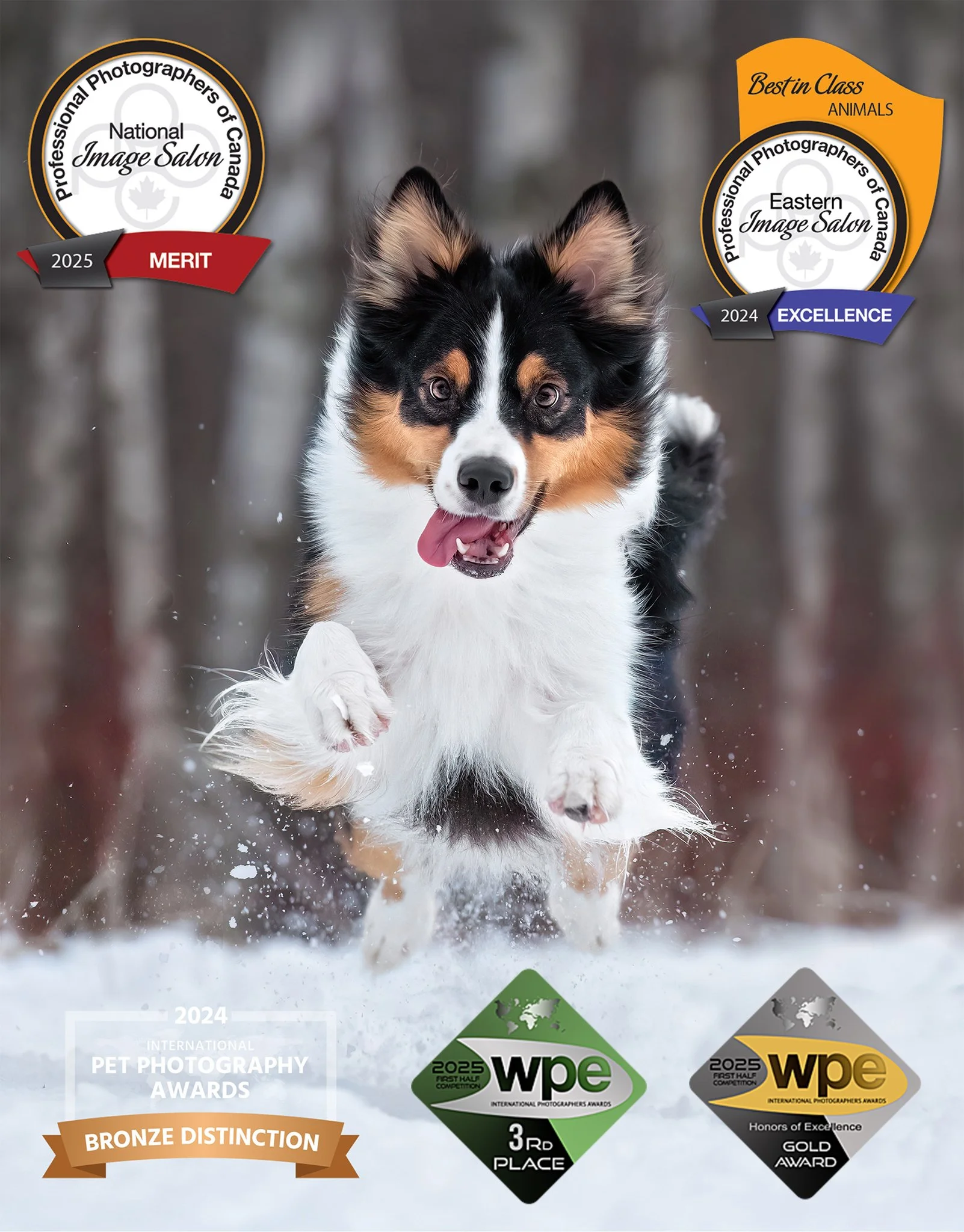 Snow Day Delight - 3rd Place WPE, Best In Class, Animals PPOC Eastern