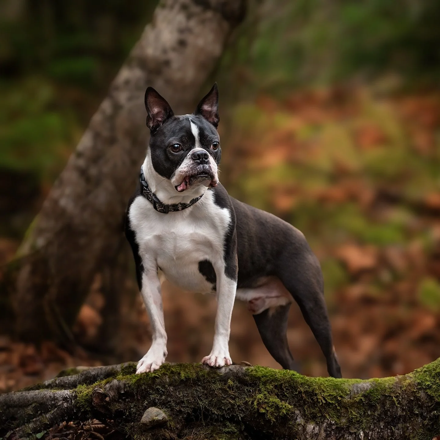 Handsome Logan posing regally in the mossy forest in Fundy National Park. Logan was in my Tails of the Tides book, but had sadly crossed the Rainbow Bridge by the time the book came out, the following year 🌈🐕😢