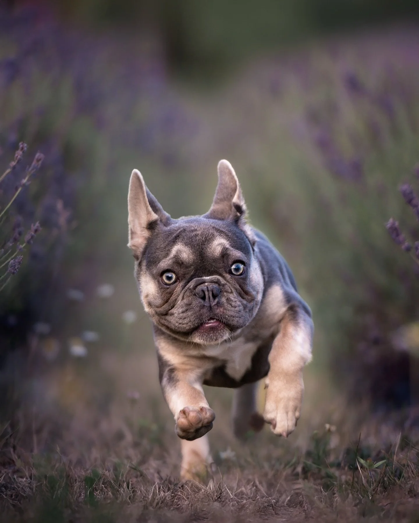 I was beyond flattered when fellow photographer Nathalie of @elegance_in_focus_photography hired me to photograph her adorable Frenchie puppy, Nyx. As soon as I saw Nyx, I knew her lovely, soft colours would be perfect in the lavender fields at @lave