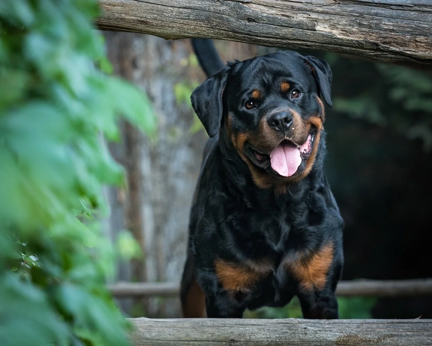Smiling or serious? &harr;️

I&rsquo;ve learned that while many of my clients THINK they will prefer photos with their dog&rsquo;s mouth closed, they usually end up preferring images with the dog&rsquo;s mouth slightly open and a little bit of tongue