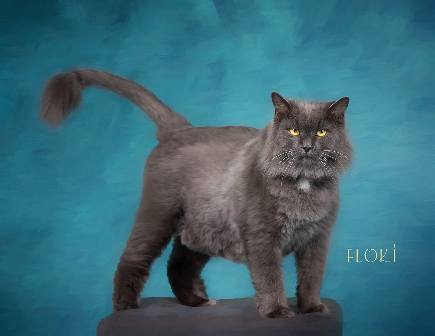 The @paw.sba 2025 calendar wraps up with handsome Floki for the month of December. He may look annoyed, but that&rsquo;s just his face 😹. He&rsquo;s a rescue with personality +++ and he loved the attention. 

#nbpets #monctoncats #monctonpetphotogra