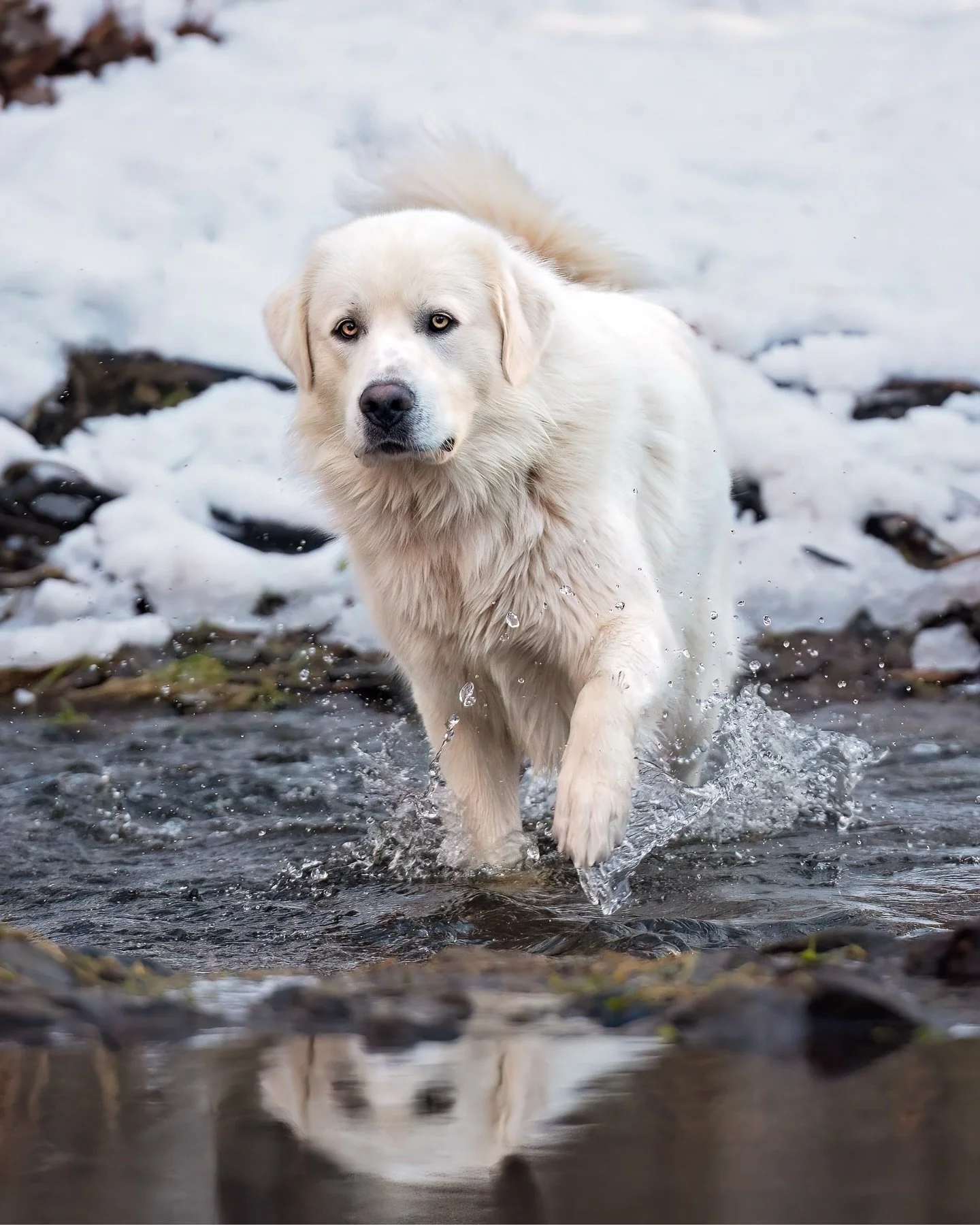 It&rsquo;s winter out there today! Unpopular opinion, I know, but if it must be cold, I&rsquo;d just as soon have snow. At any rate, it didn&rsquo;t bother this gentle giant or any of his equally furry friends during their winter session last year. 
