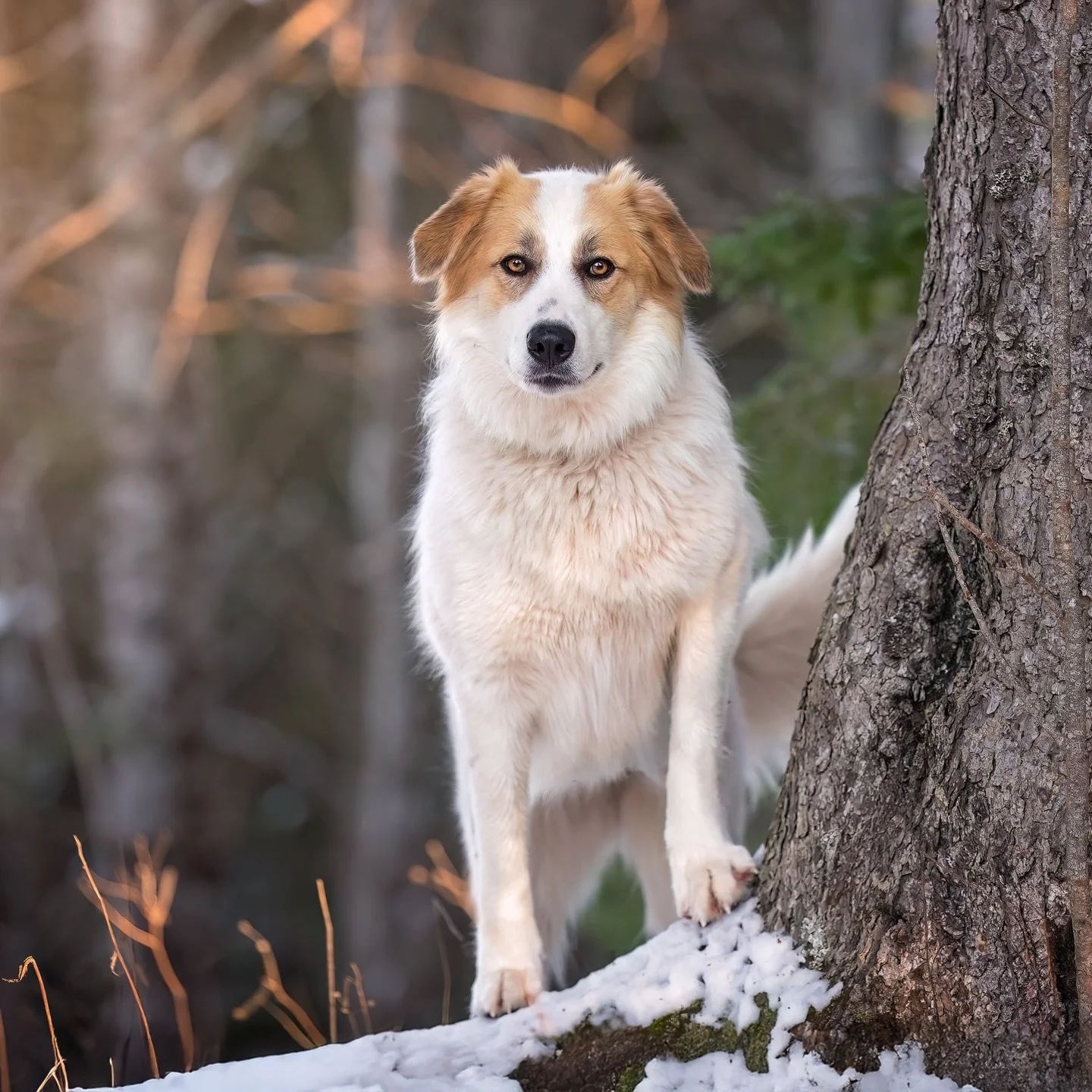 Winter sessions can be perfect for heavy coated dogs like collies, huskies, Pyrenees, shepherds, etc. Happy dogs playing in the snow can be absolutely magical, and the more muted, winter colour palette can be a great match for popular neutral home de