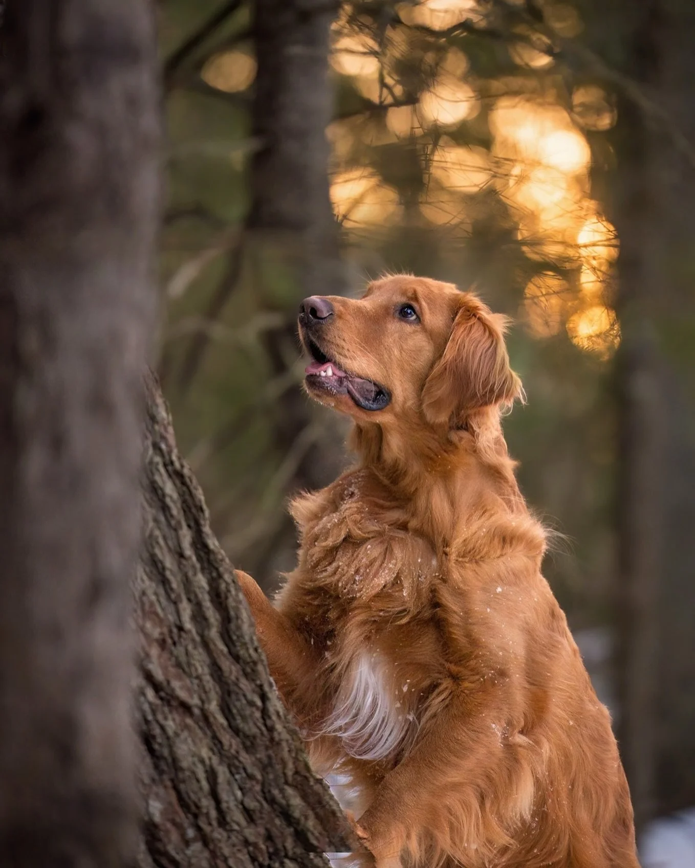&ldquo;Come down and play with me, squirrel!&rdquo;