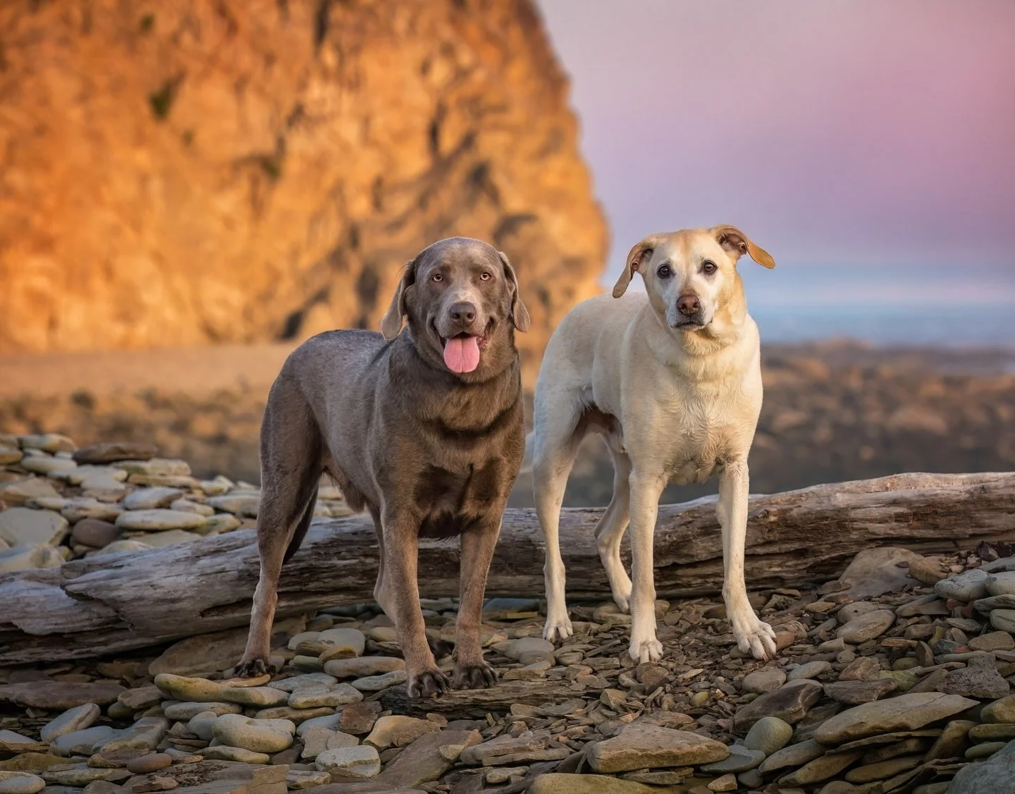 ⭐️FEATURED FINALISTS⭐️ Sniper &amp; Stroker

Sniper and Stroker had their session last summer after Stroker was diagnosed with cancer. Sadly, he has since crossed the Rainbow Bridge, but he left behind a legacy of dogs who got a second chance thanks 