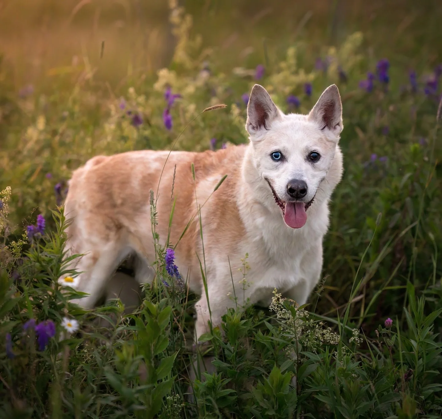 ⭐️FEATURED FINALIST⭐️ Skylar

Skylar is a sassy senior who wasn&rsquo;t letting anything slow him down during his session. 

13 year ago, his humans went to Quebec City for vacation. They arrived late in the evening and when they went out to explore,