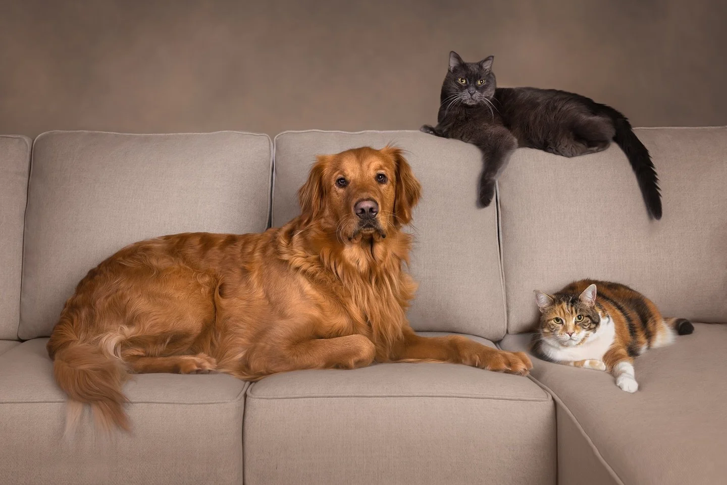 ⭐️FEATURED FINALISTS⭐️ Oliver, Shadow &amp; Kate

This Trio&rsquo;s human family was anxious to get their portraits done while their senior cat, Shadow was still with them. Shadow came into their lives when one of them was stranded at a remote work l