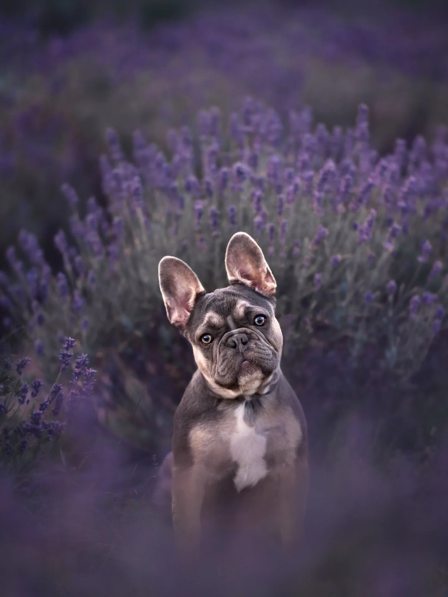 ⭐️FEATURED  FINALIST⭐️ Nyx

Adorable Nyx is a sweet and saucy Frenchie pup! I was extra flattered to be booked for her puppy photos because her human is the creative and inspiring photographer behind @elegance_in_focus_photography! I knew Nyx&rsquo;s