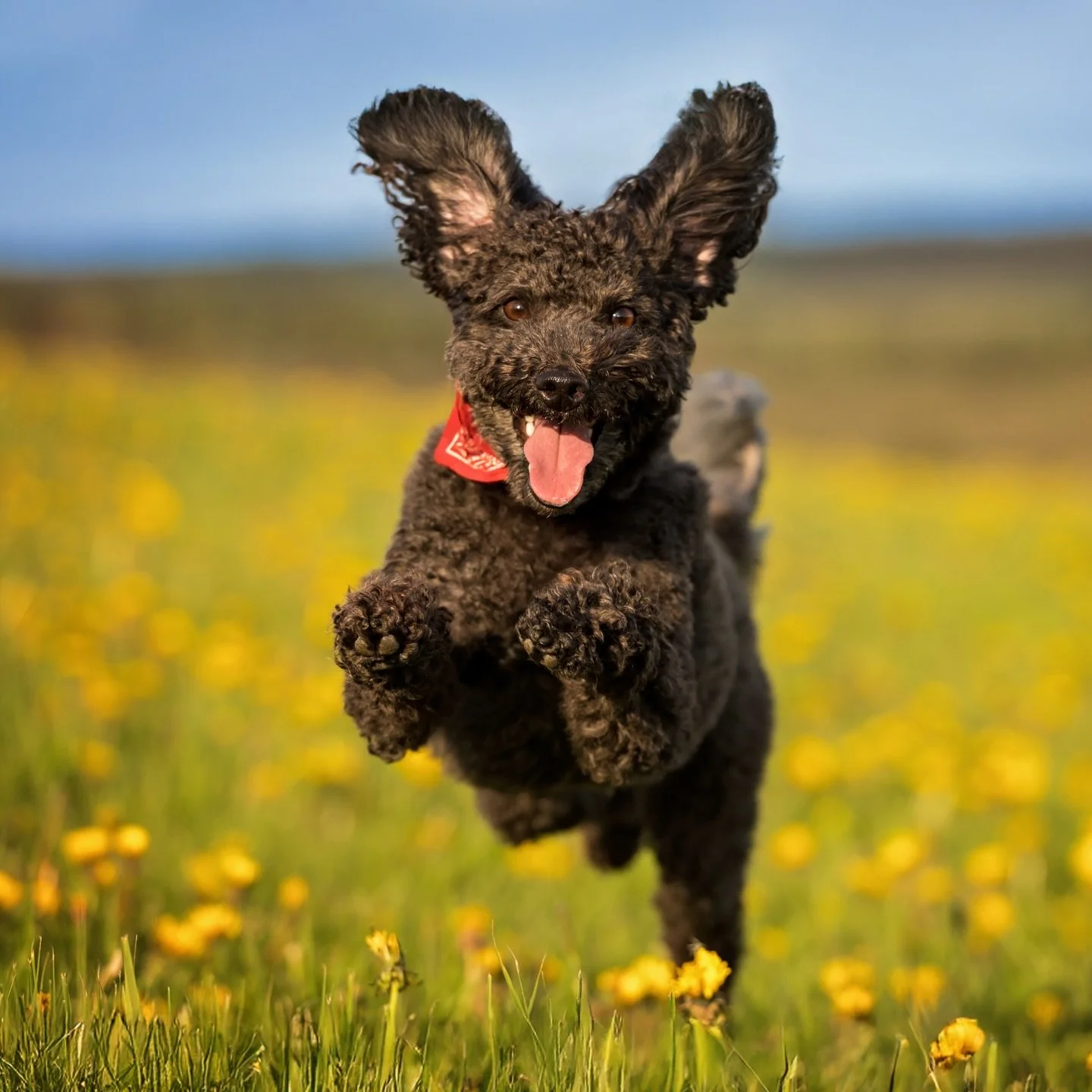 ⭐️FEATURED FINALIST⭐️ Milou

Milou is a sweet and spunky, 8 year old miniature poodle. He loves people and will dance and roll over for treats and attention. 

You can vote for Milou in my 2025 Pet of the Year contest through the 🔗 in my bio. Voting
