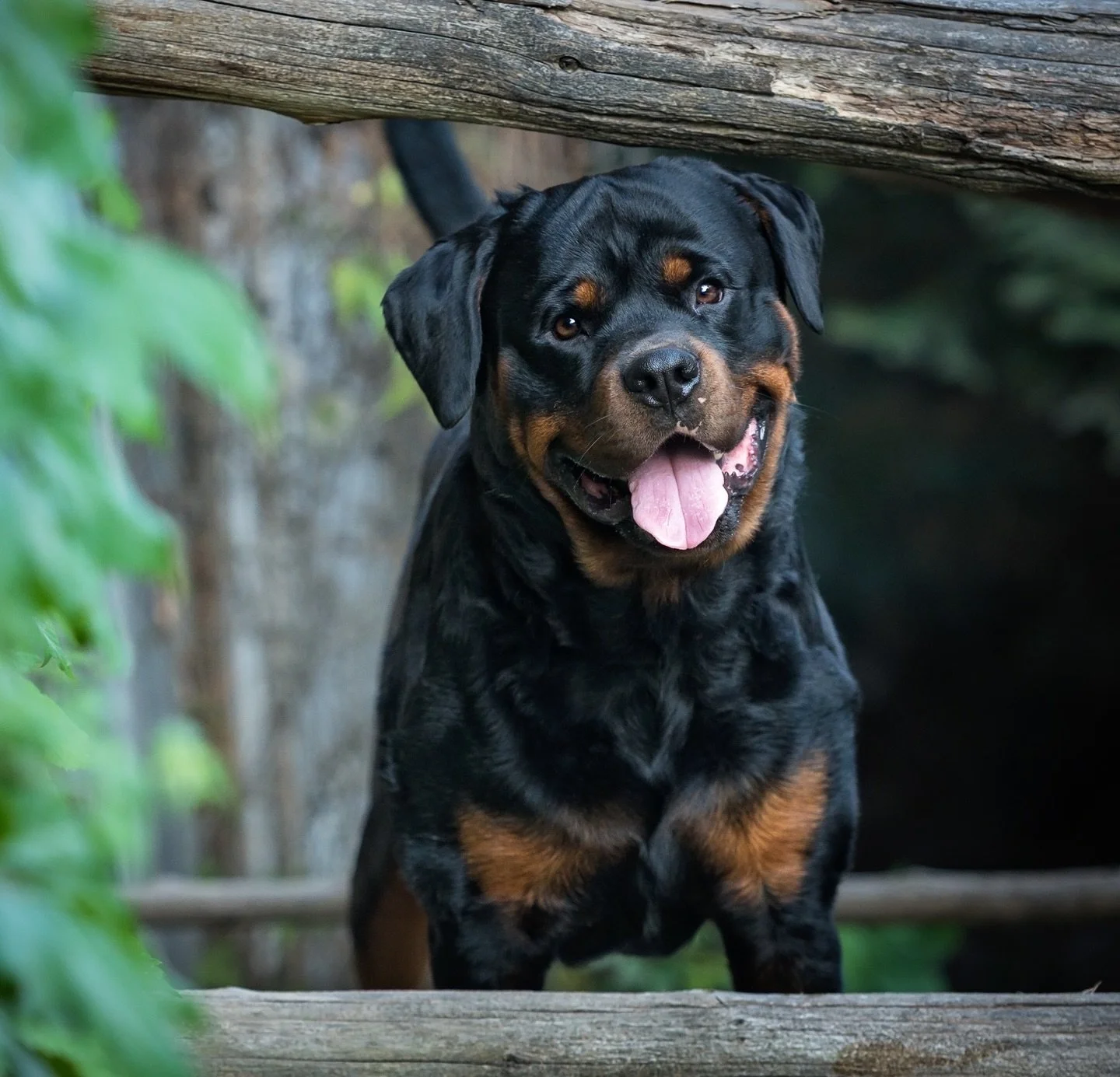 ⭐️FEATURED FINALIST⭐️ Hunter

Hunter loves training and is eager to please his family with anything and everything asked of him. He is an absolute sweetheart and a true ambassador for his breed.

You can vote for Hunter in my 2025 Pet of the Year con