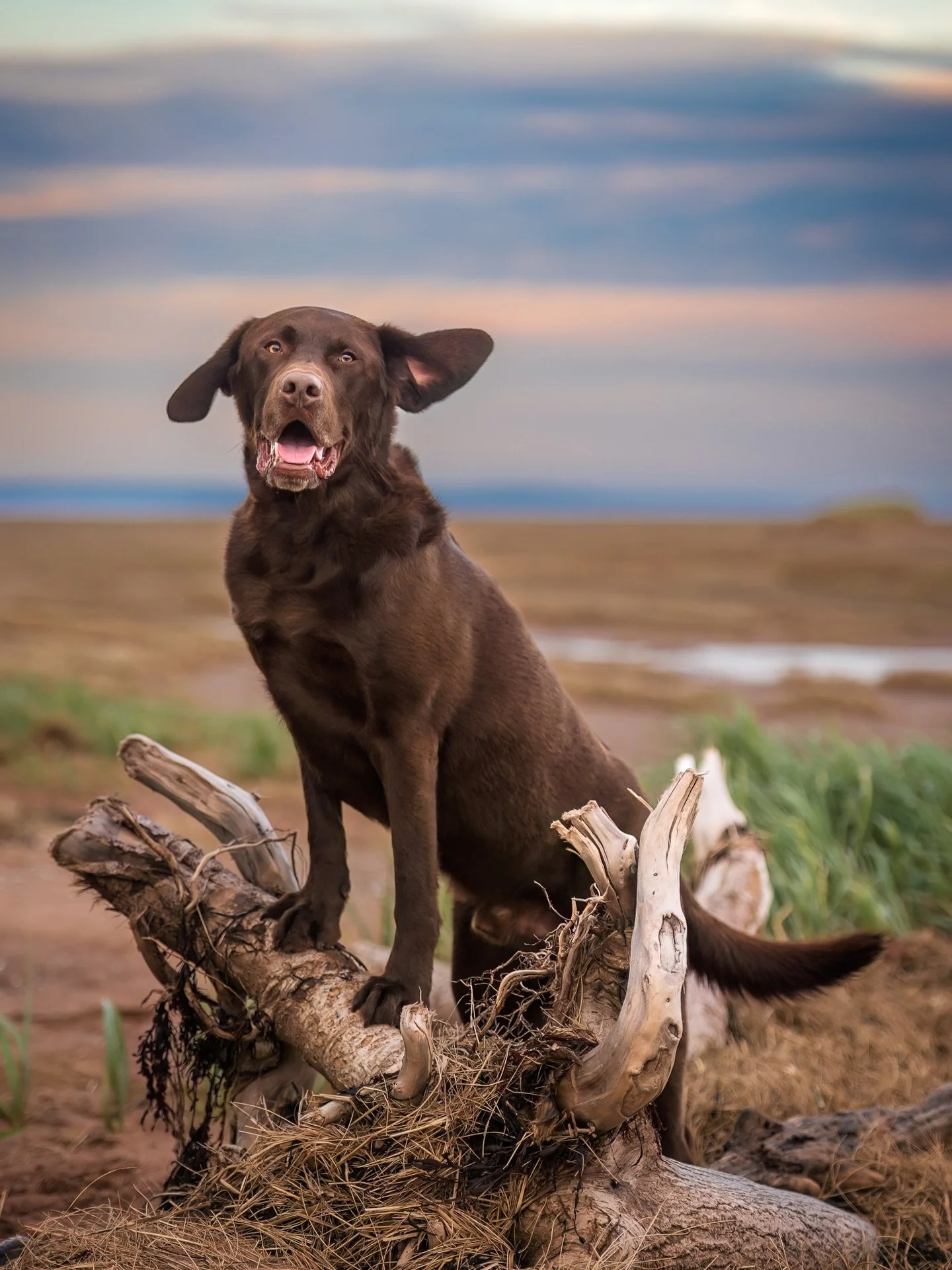 ⭐️FEATURED FINALIST⭐️ Hershey

Hershey is a typical lab who loves people and other dogs. I think his joy for life is perfectly captured in this photo!

You can vote for Hershey in my 2025 Pet of the Year contest through the link in my bio. It&rsquo;s