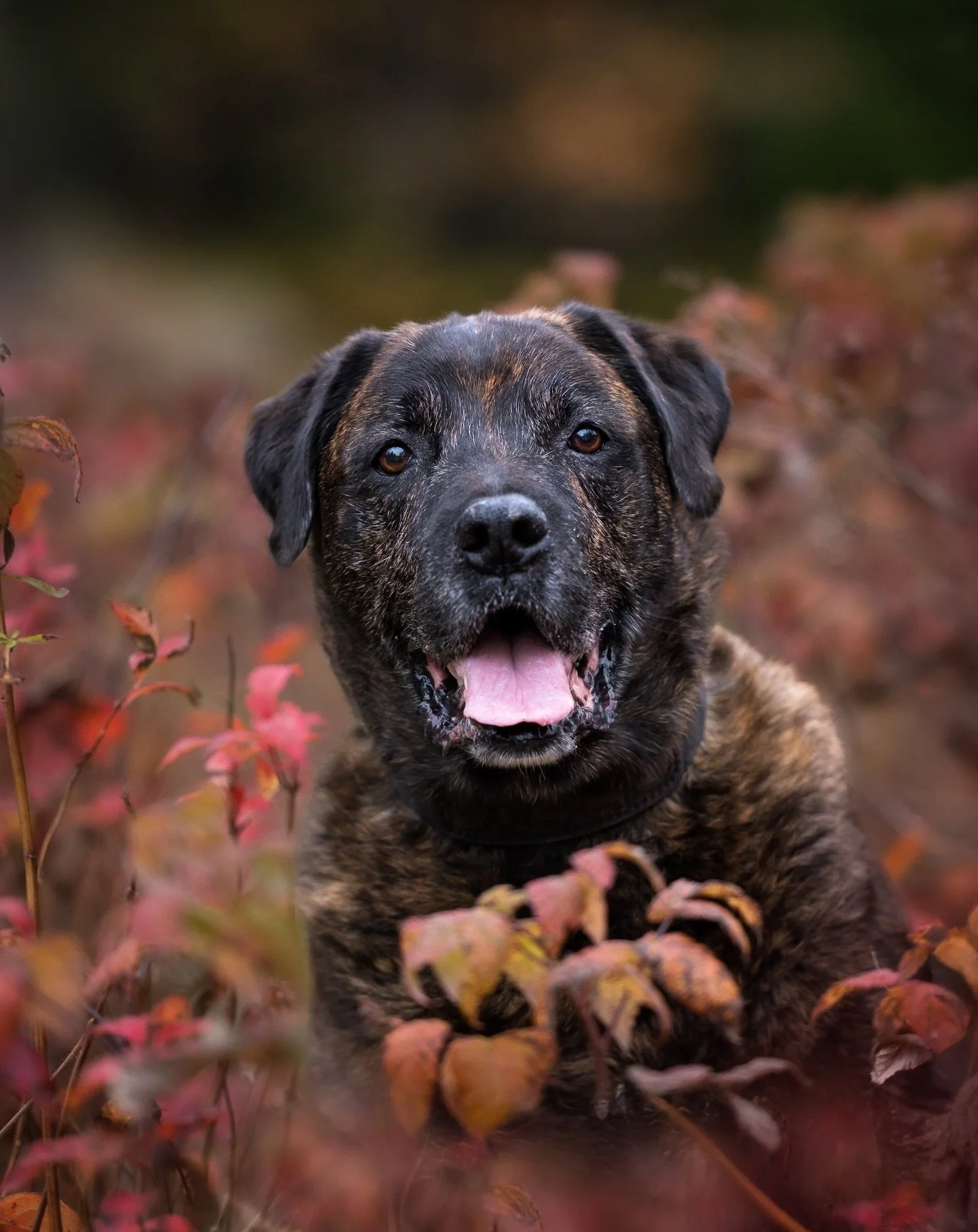 ⭐️FEATURED FINALIST⭐️ Diego

Diego is a gentle giant with a sweet teddy bear 🧸 face! He&rsquo;s a spunky senior who is still up for adventures with his mom&hellip;as long as they don&rsquo;t take him TOO far from the car. 

You can vote for Diego in