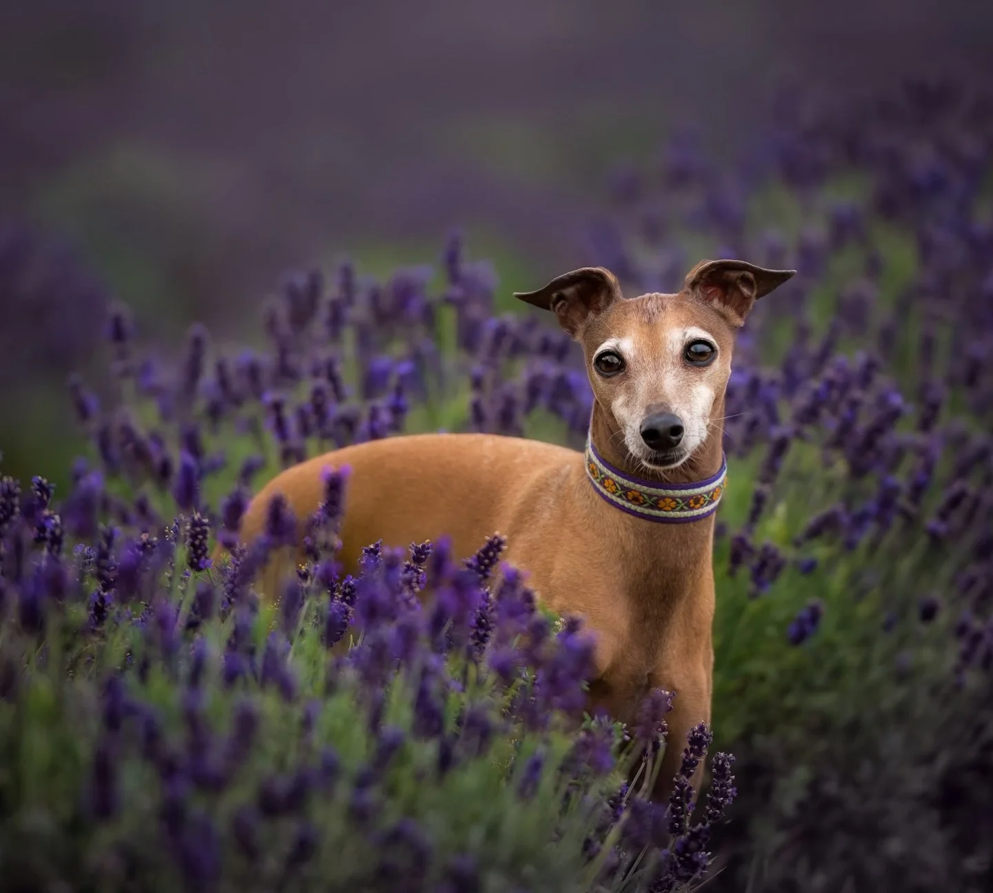 ⭐️FEATURED FINALIST⭐️Chanel

Chanel is a pampered princess - just as it should be! She loves her humans and her heated dog bed and hates rain, snow, wind, and cold. 

You can vote for Chanel in my 2025 Pet of the Year contest through the link in my b