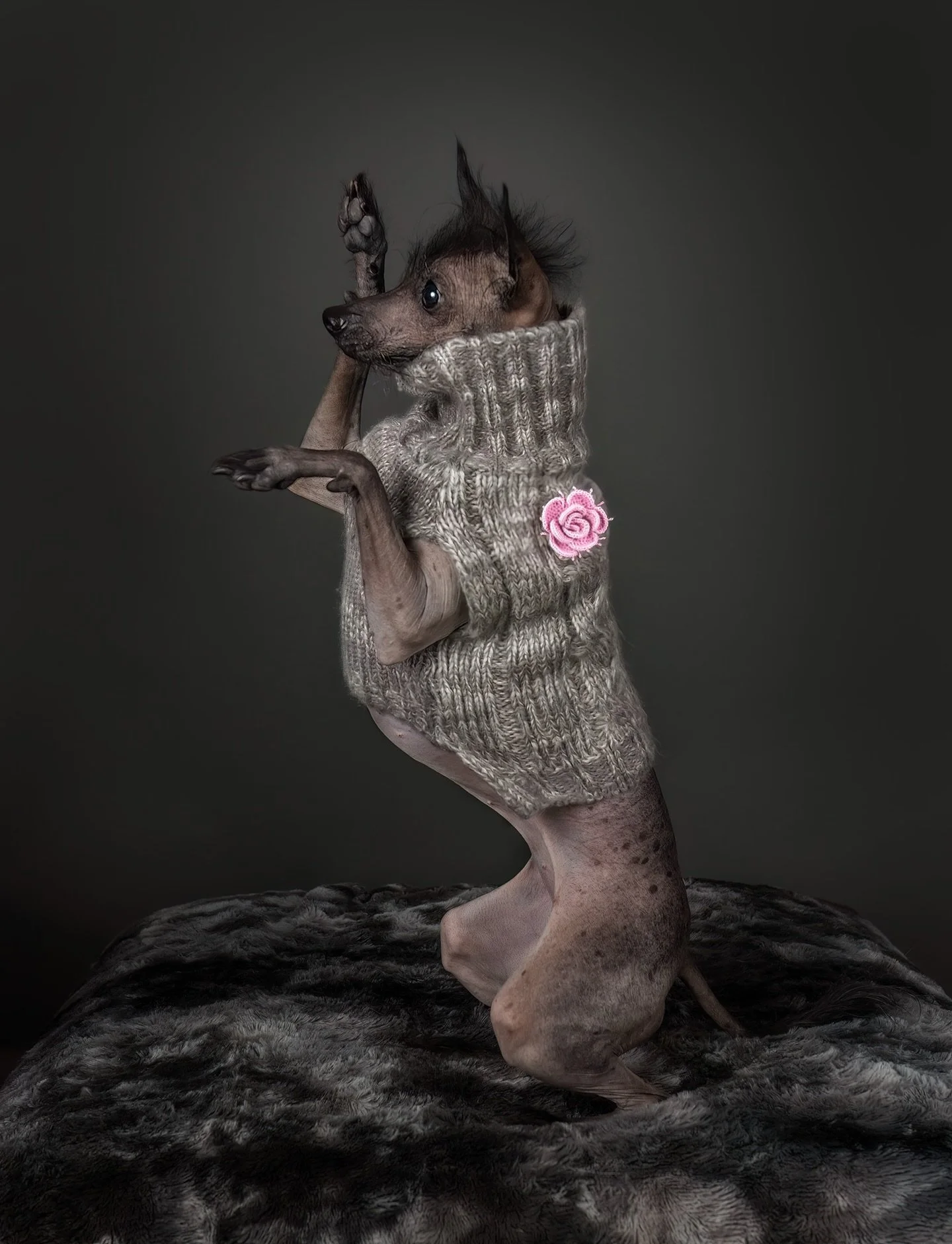 Our sweet little Iris is at the vet, getting most of her teeth pulled today 😢. The small dog&rsquo;s curse!  She was already missing teeth when we got her, and was likely born that way. The genetics that cause hairlessness often also affect tooth de