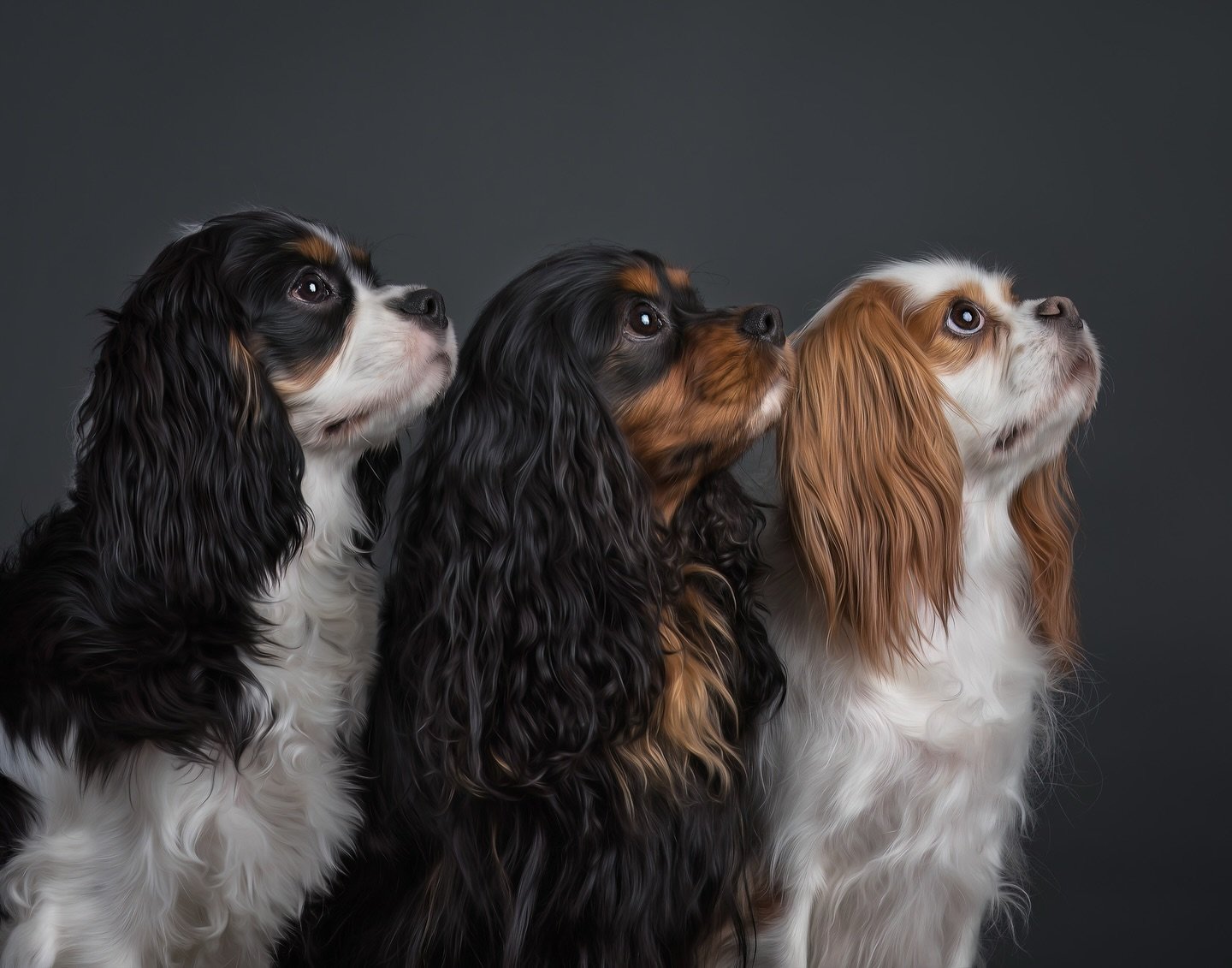Outdoor winter sessions aren&rsquo;t ideal for all dogs, but that doesn&rsquo;t mean you cant get amazing pet portraits in winter! This time of year is perfect for studio portraits in your own home. All of my studio equipment is portable, and can be 