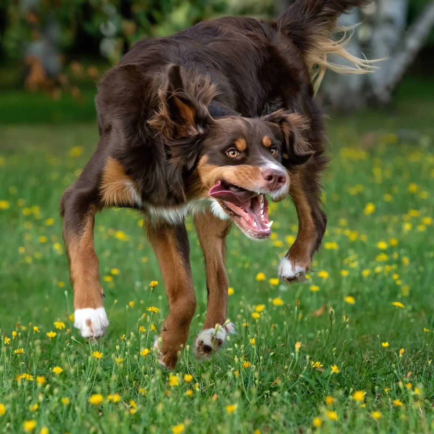 This photo of Enzo has always been one of my favourite #outtakes 🤣. Today, he had another session, with his new family and sister/bestie, Levy (@hi_im_levy). I think it would be safe to expect more of this, but with snow ⛄️. 

#dogsofmoncton #moncto