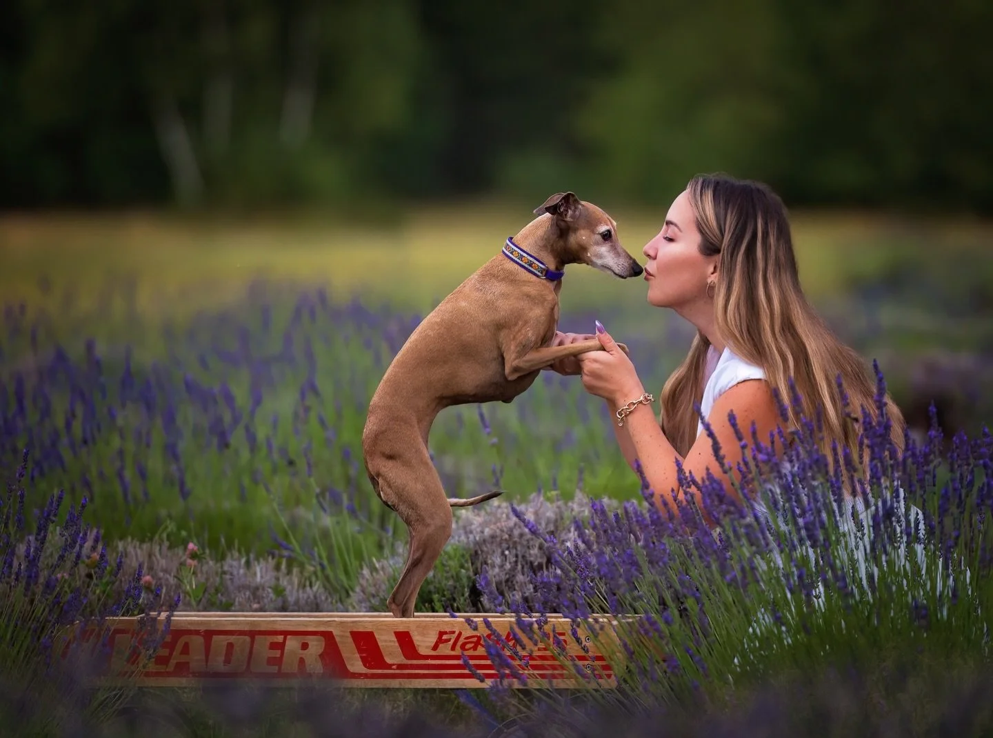 Happy Valentine&rsquo;s Day to all those whose true loves have fur, feathers, hooves, or scales! 😽💗

#dogvalentine #caninevalentine #iggylove #italiangreyhoundsofinstagram #dogsofmoncton