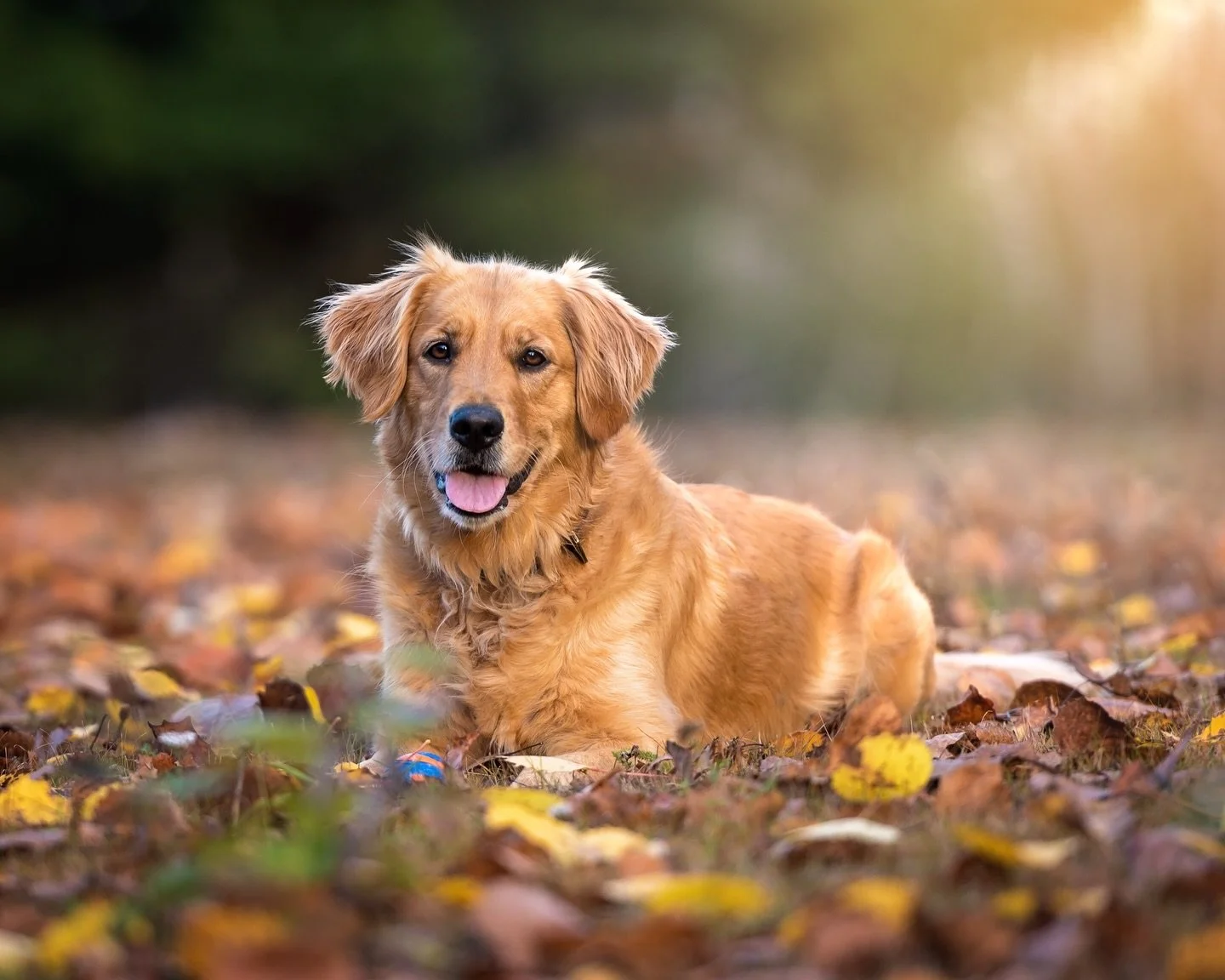 This was such a beautiful session, and Georgia the Golden Retriever was so much fun to work with. She is quite ball-obsessed! (You can just see her ball in the leaves, in front of her). Her human baby brother even joined us for a few portraits, at th