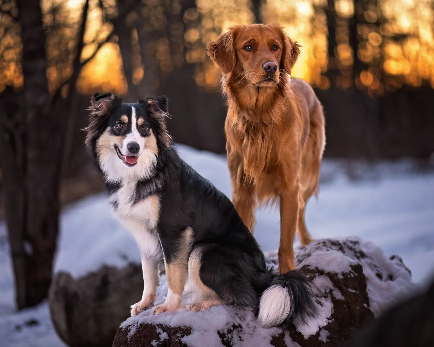 Winter sessions don&rsquo;t have to mean drab, grey photos! The bare trees are perfect for filtering the late afternoon sunlight that will be completely blocked once the leaves fill in. Many dogs love a good winter romp in the snow, too! Not MY dogs,