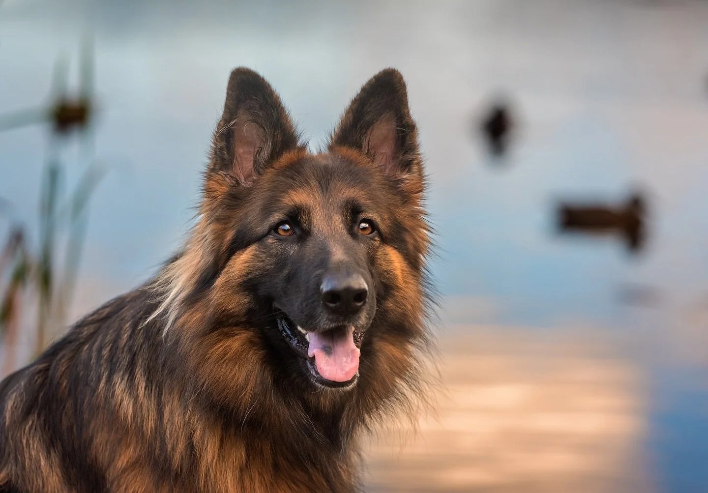 Beautiful Rosie enjoying sunset by the duck pond in Dieppe 🥰🌅🦆🐕