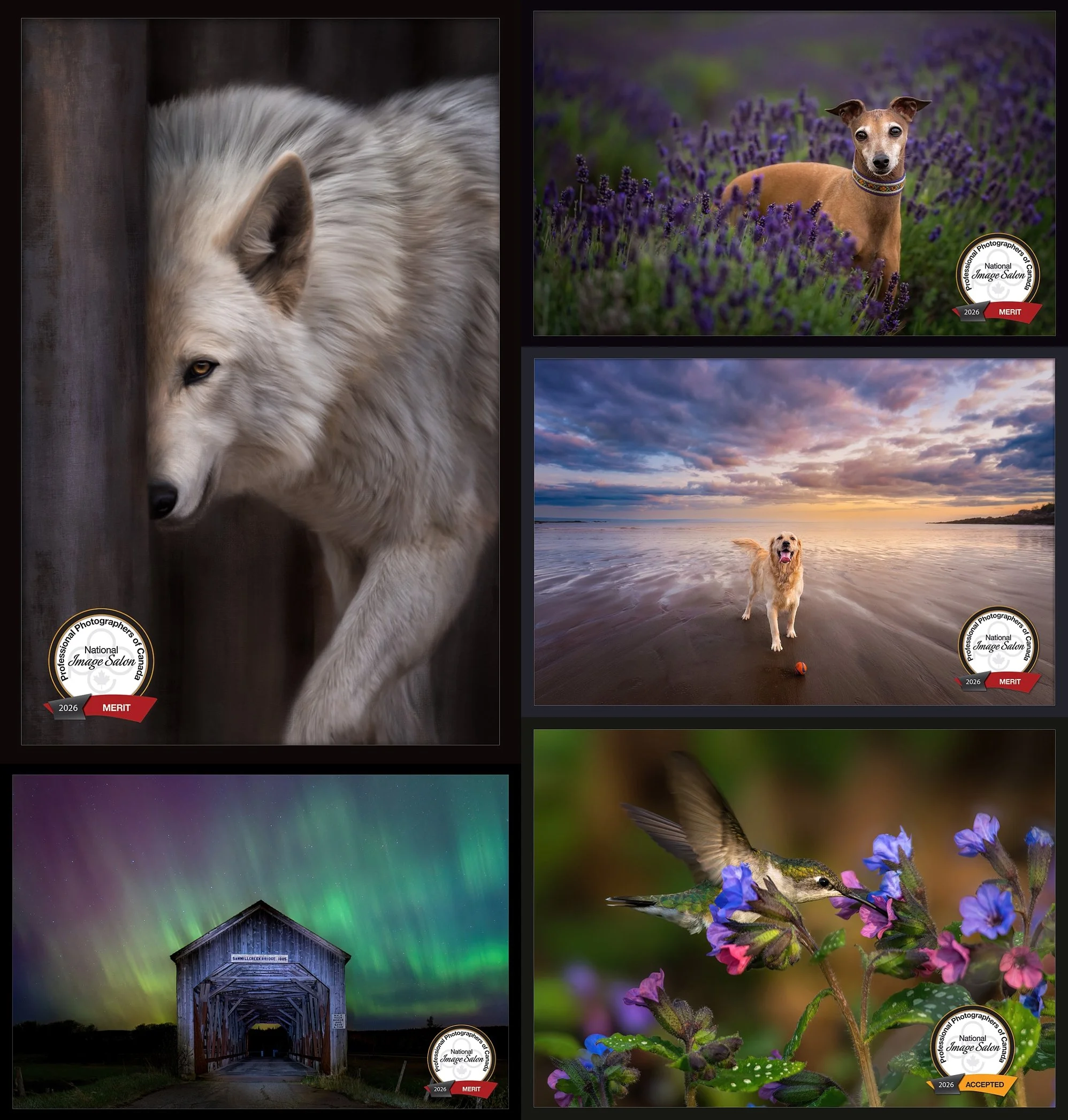 Professional Photographers of Canada 2026 National Image Competition