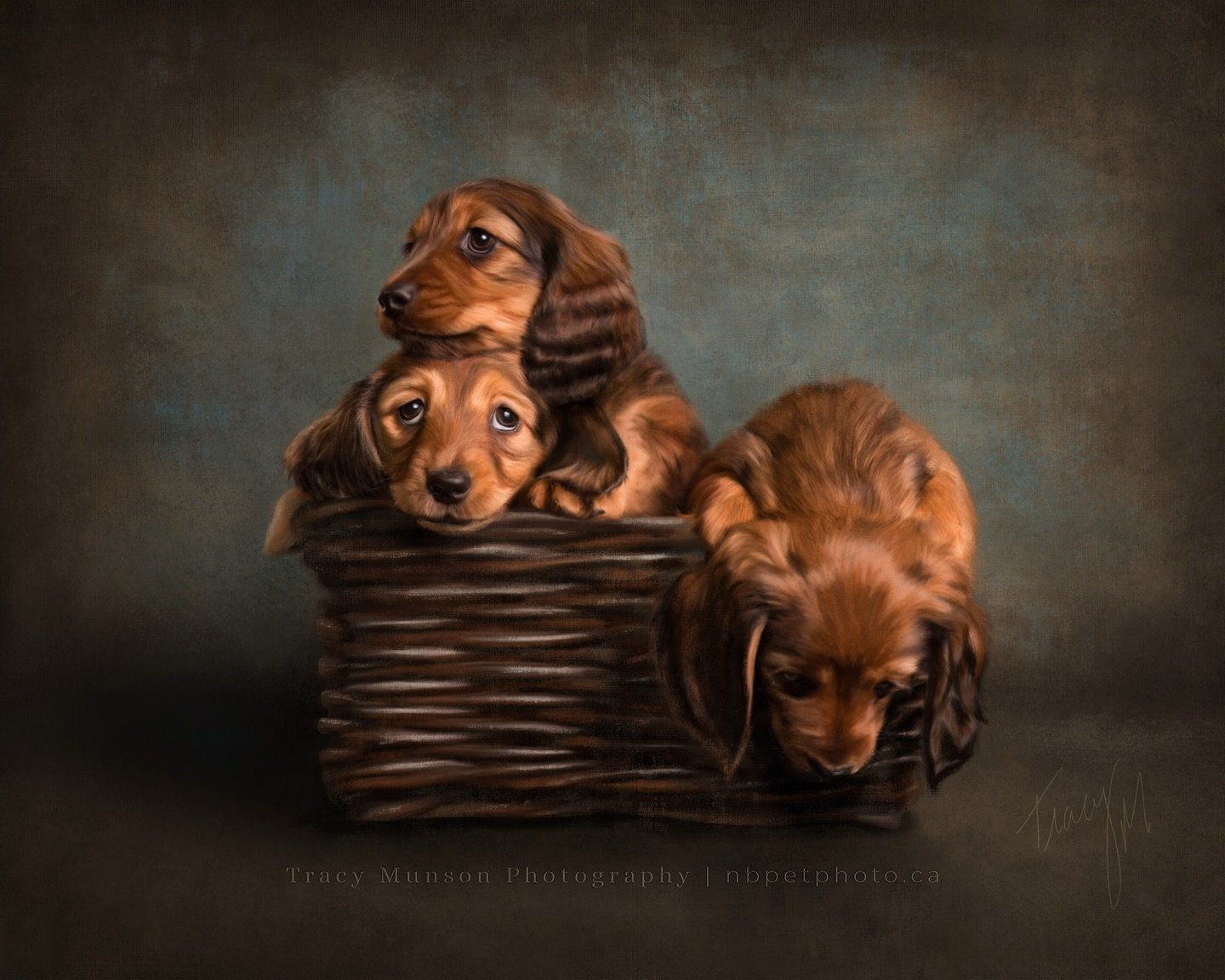 Happy #internationalpuppyday - here&rsquo;s a basketful of weiners 🌭🐶🤣 to brighten your day! 

#nationalpuppyday🐶 #monctonpetphotographer #dogsofmoncton #monctondogs