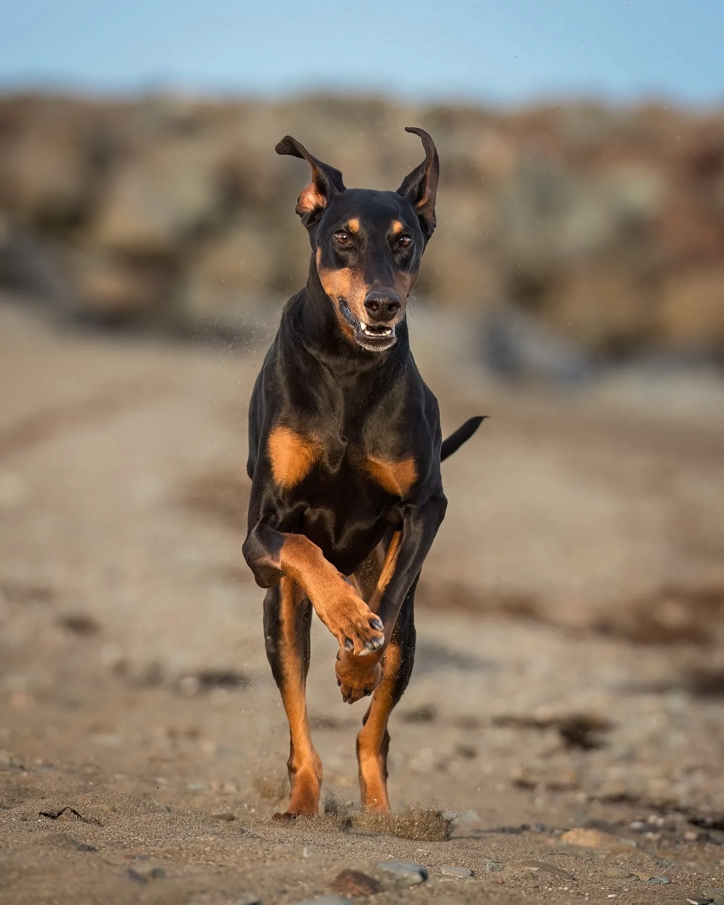 Berlin&rsquo;s session was almost 3 years ago, but recently her human reached out to ask if I still had any of the photos she hadn&rsquo;t purchased. Sadly, Berlin passed away last year, and she missed her terribly. She was especially thrilled to fin