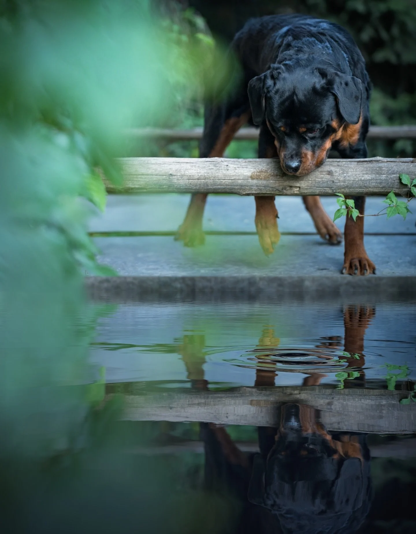 Hunter, having a reflective moment. 

#rottweiler #reflection_perfection #monctonpetphotographer #dogsofmoncton #monctondogs