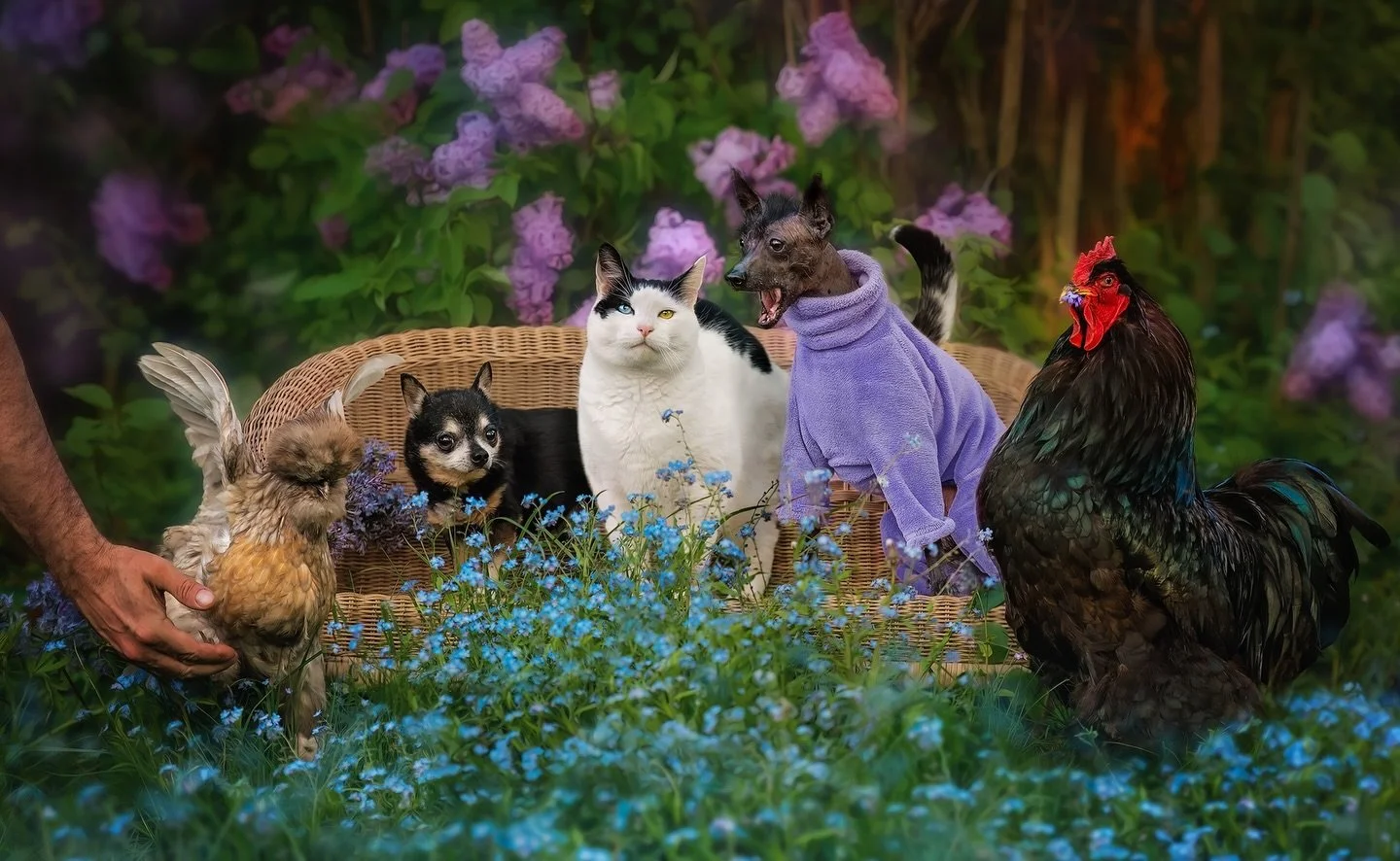 Here&rsquo;s my perfectly imperfect little family for #nationalpetday !

Lindsay, the tiny satin hen is probably our friendliest chicken, in that she will tolerate being picked up, held and petted in exchange for sunflower seeds. She is an amazing, p