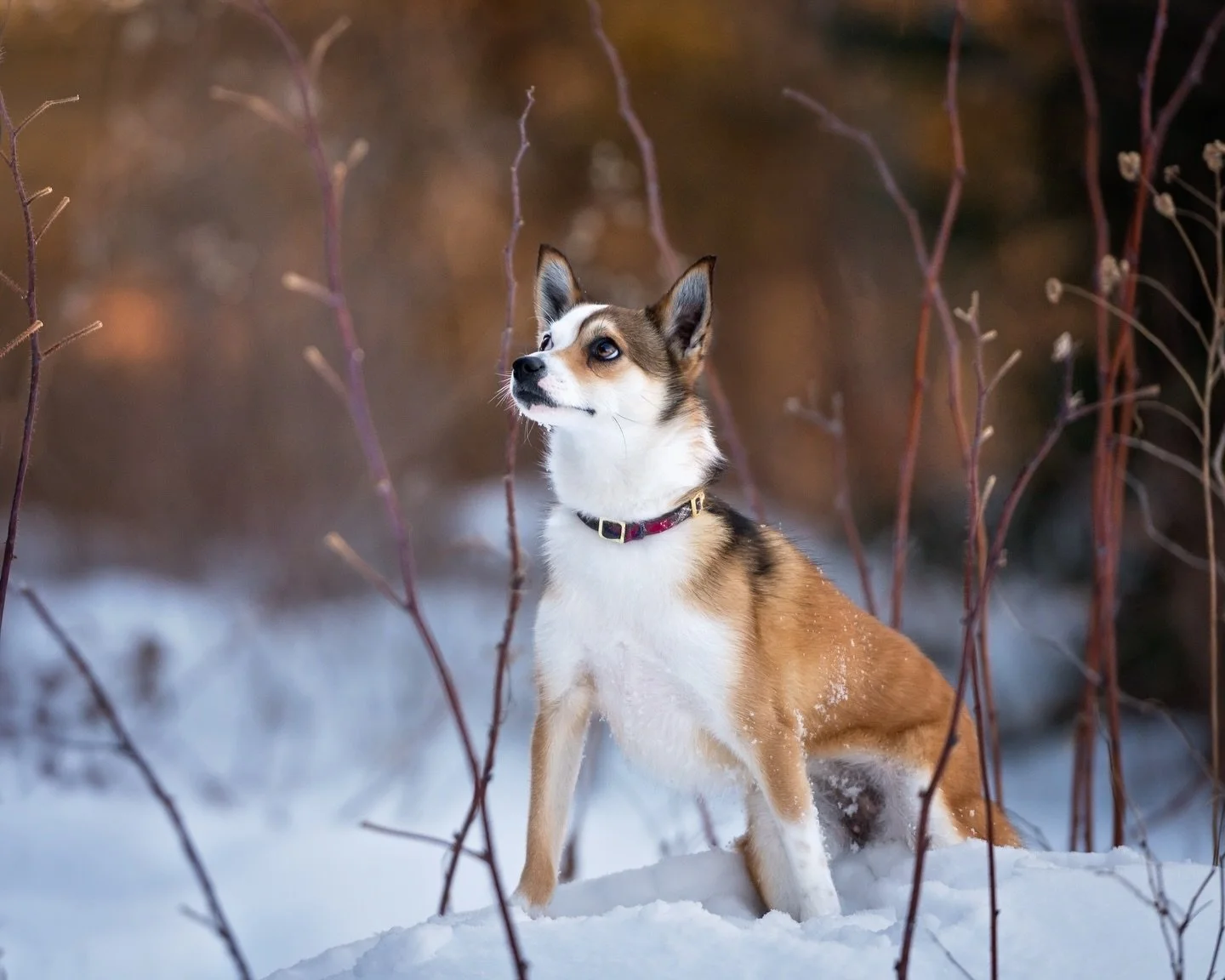 Time for a game of &ldquo;guess that breed&rdquo;! Not gonna lie, this was a new one, even for me. Bonus points if you can name their distinctive feature (scroll to the running shot for a clue 😉). 

#namethatbreed #raredogbreed #monctonpetphotograph