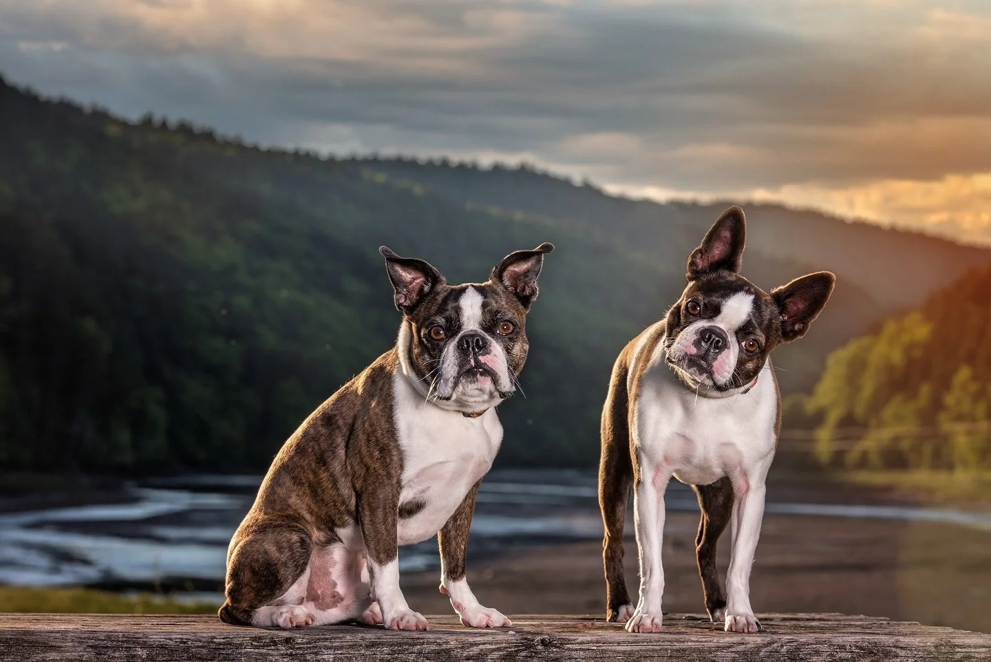 Ready for summer, now! I want to feel the sun in this photo! 🐶😎☀️

#bostonterrierlove #bostonterriersofinstagram #monctonpetphotographer #almanb #fundy